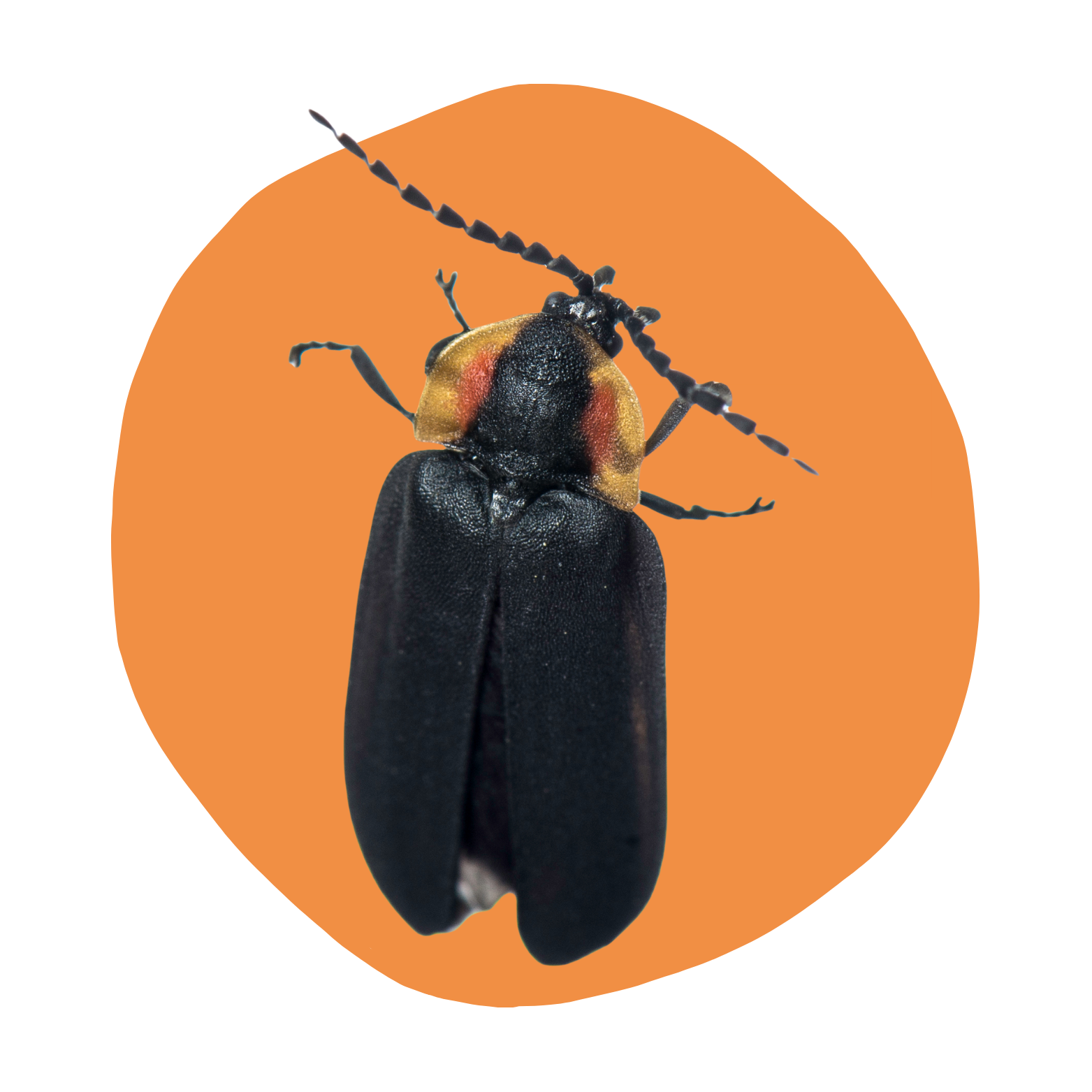 Firefly