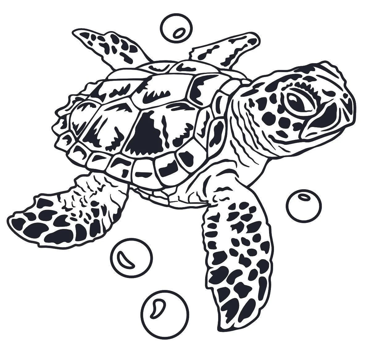 sea turtle right shoulder.jpg