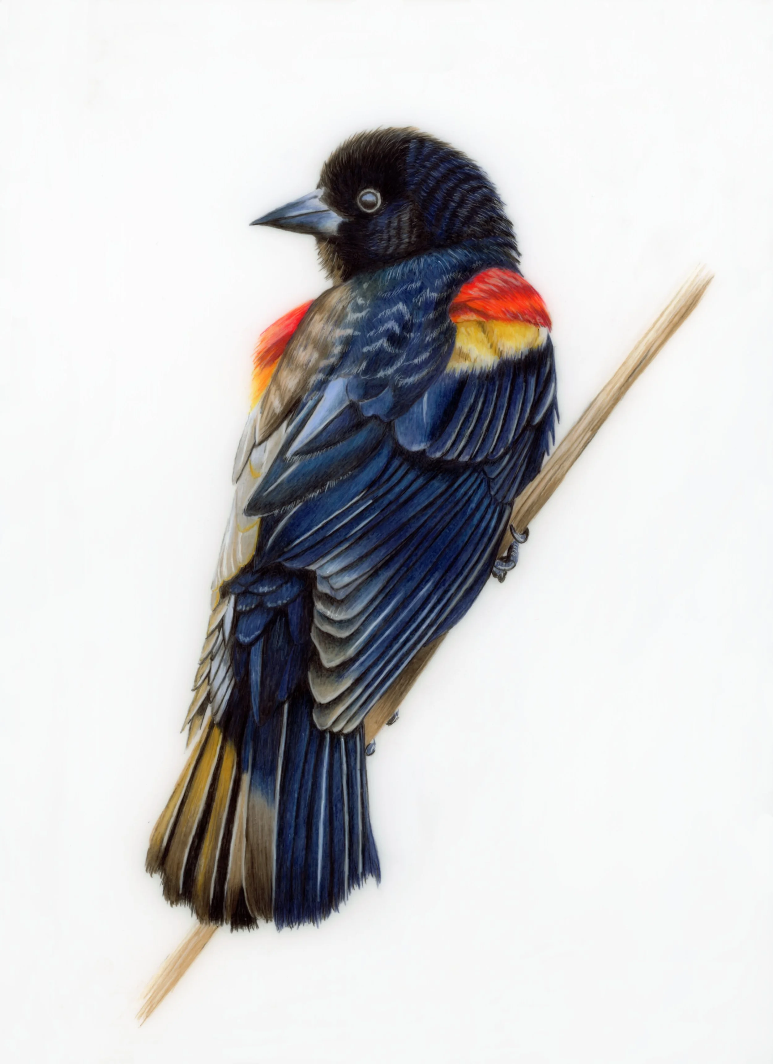 Red Winged Blackbird.jpg