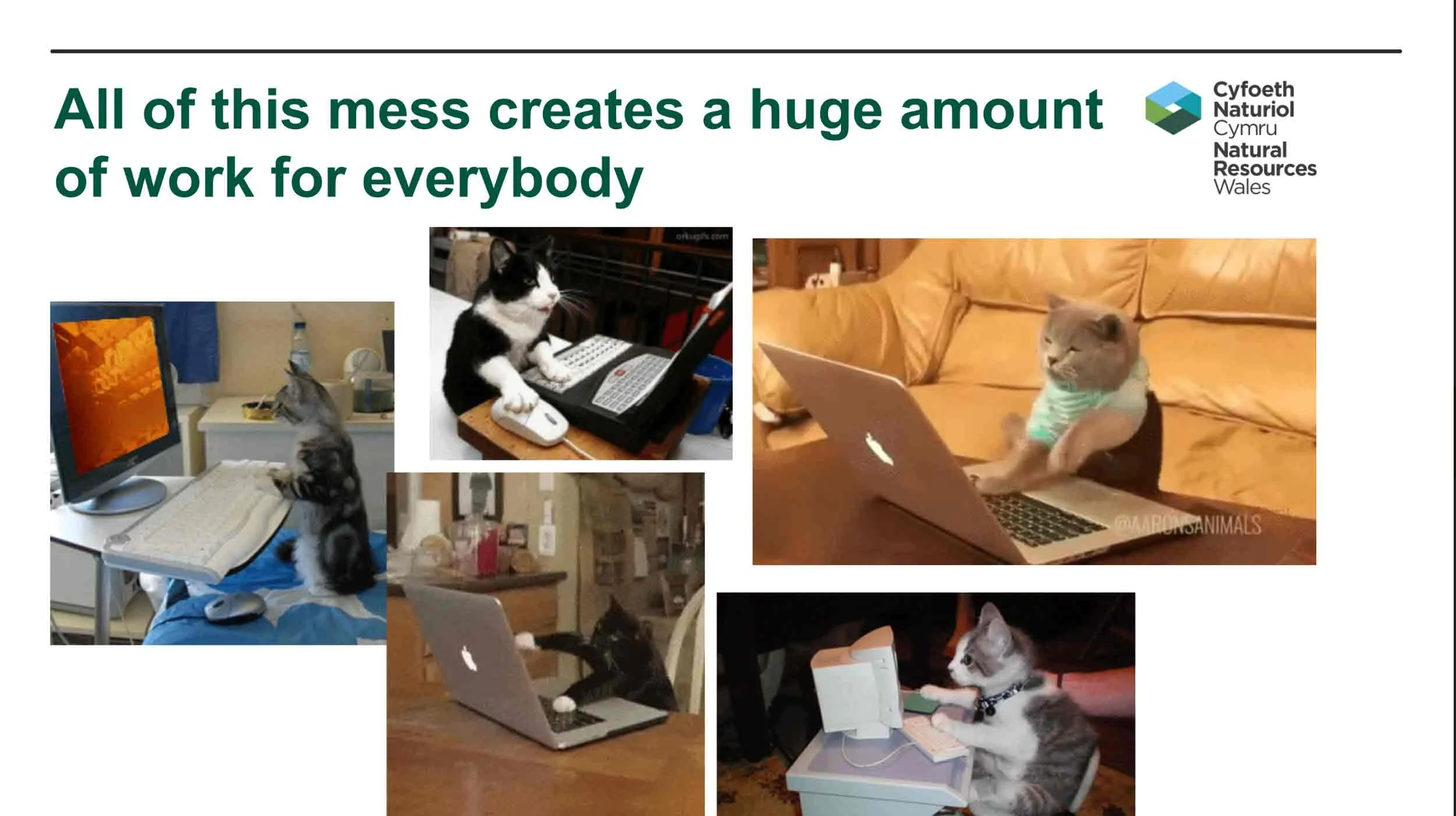 Text reads "All of this mess creates a huge amount of work for everybody - Natural Resources Wales" Images of confused cats using laptops struggling to use the NRW website