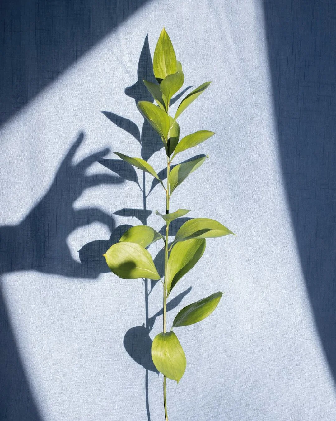 Plante naturelle dans une ambiance douce et lumineuse