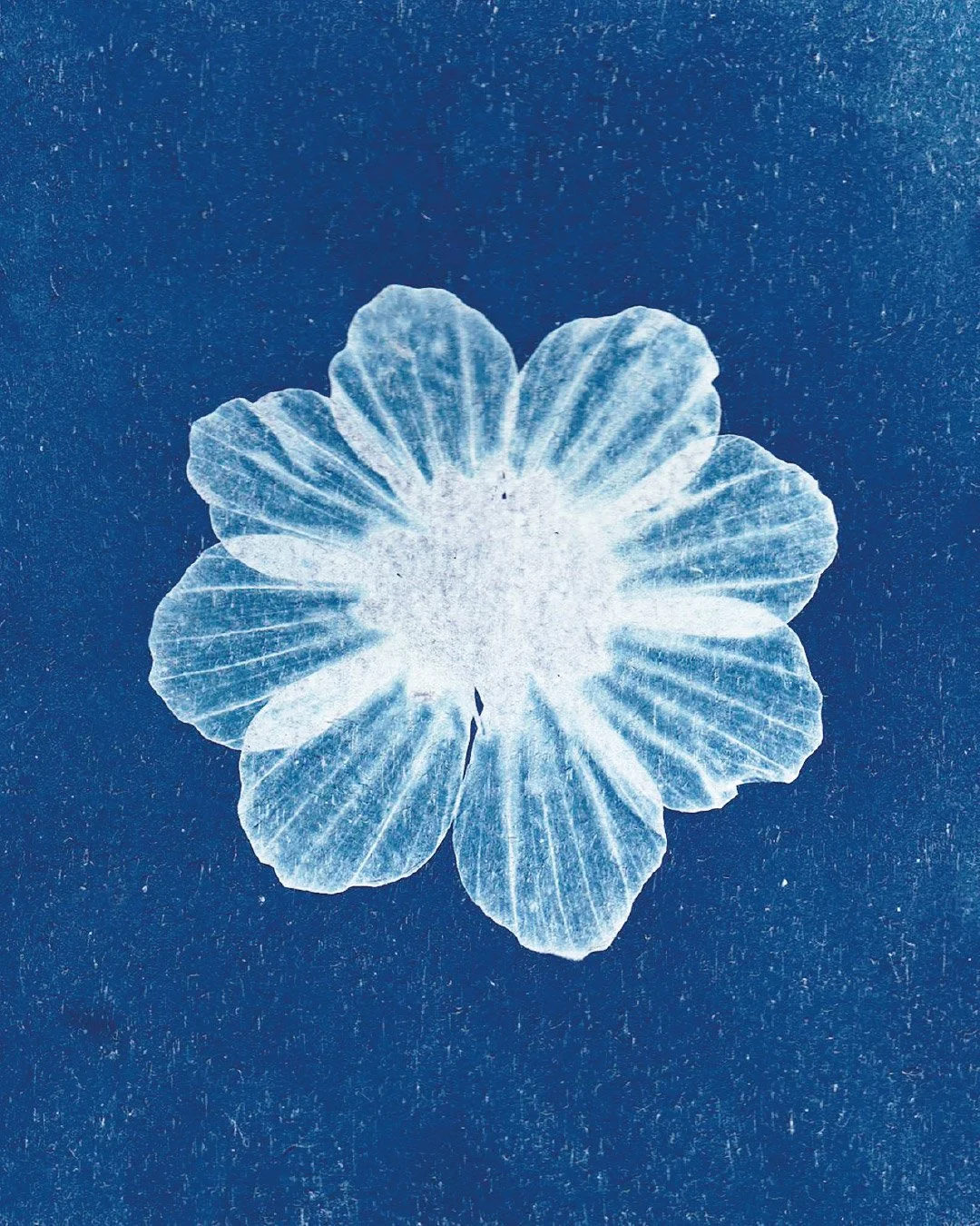 Cyanotype floral évoquant le bien-être et la nature