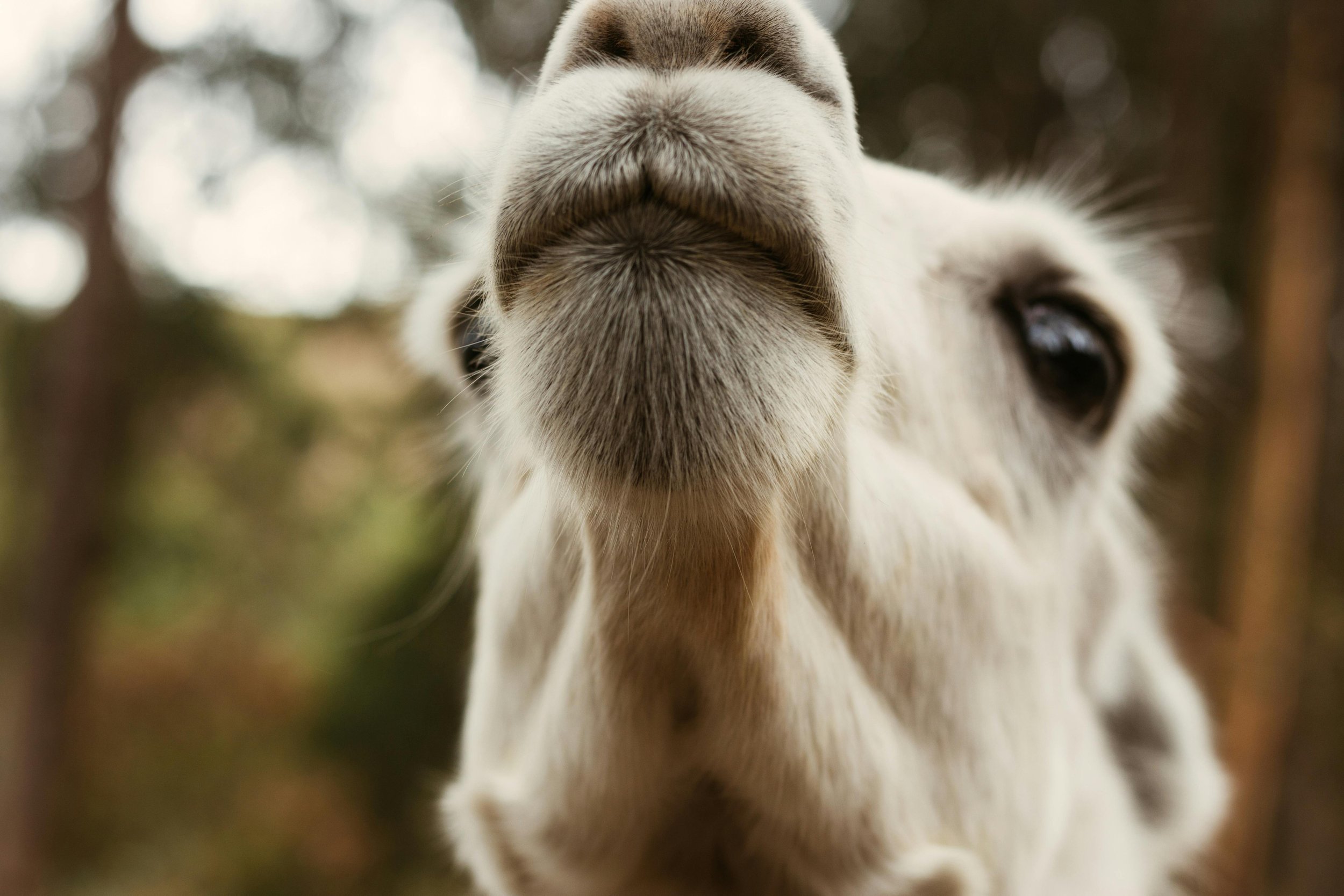 Close-up of a llama's face, showing its nose and eyes, with a blurred natural background.
