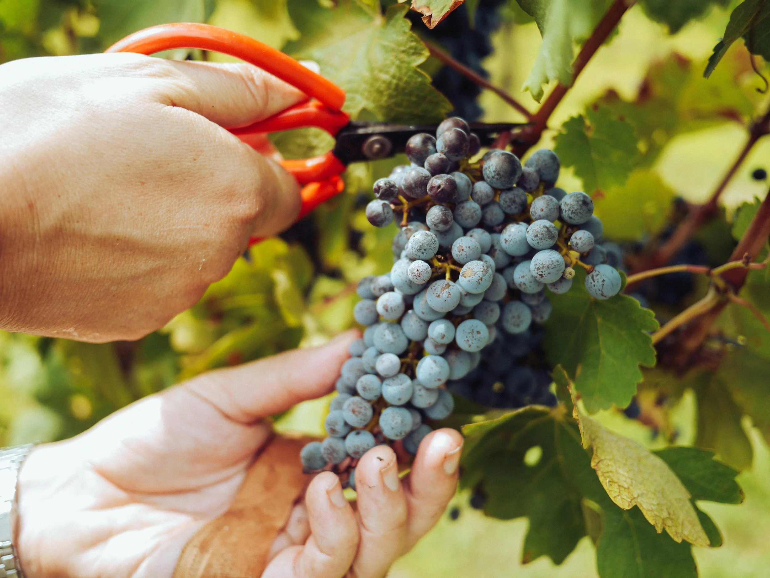 Person harvesting grapes with pruning shears in a vineyard.