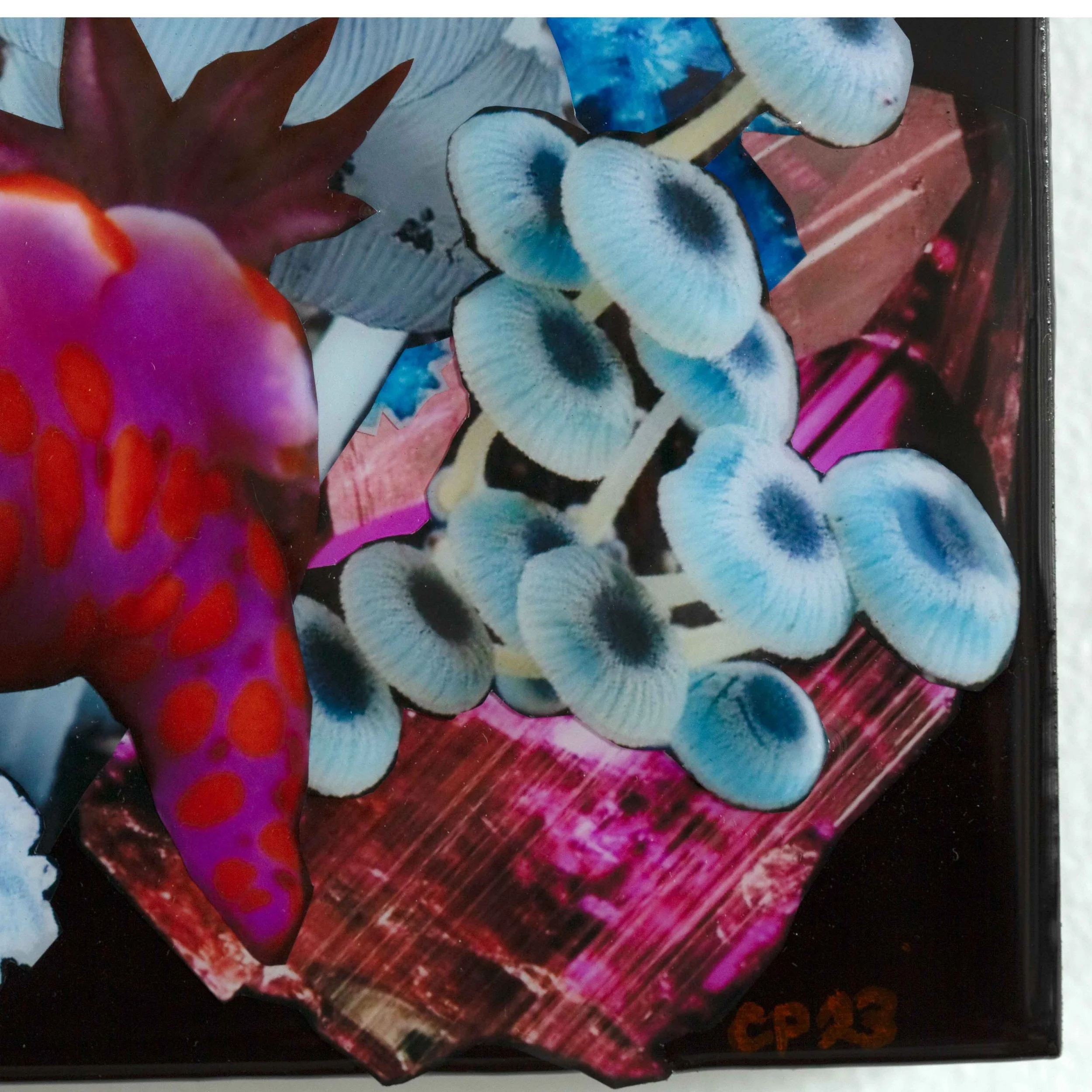 NUDIPINKAQUARIUM3.jpg