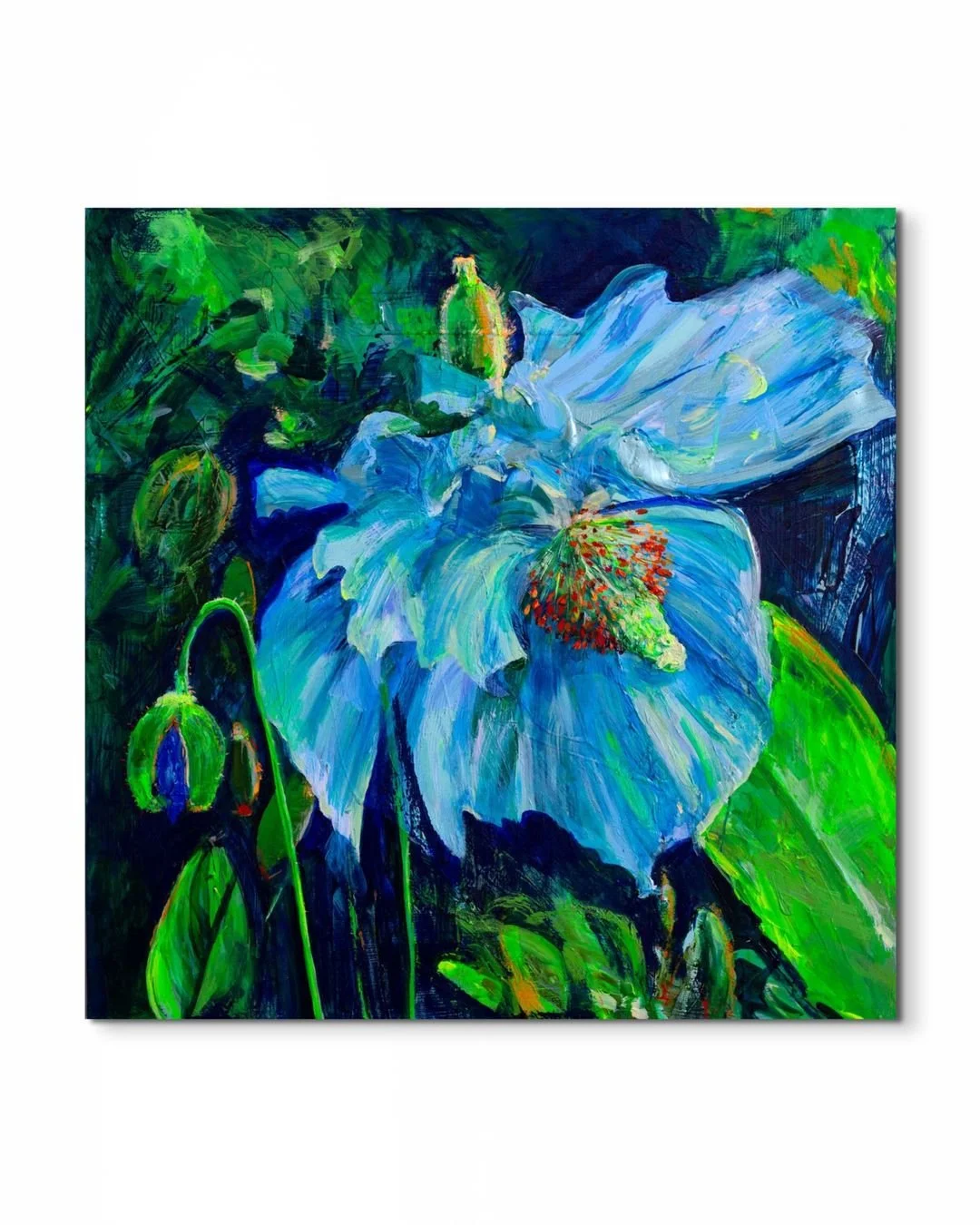 Himalayan Blue Poppy