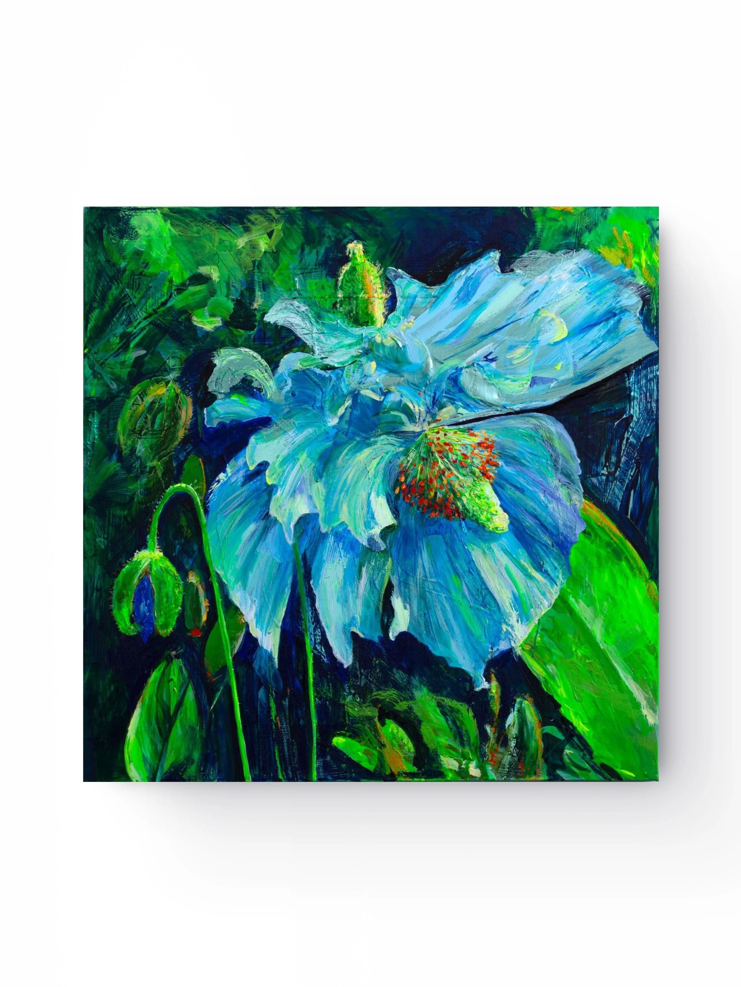 Himalayan Blue Poppy