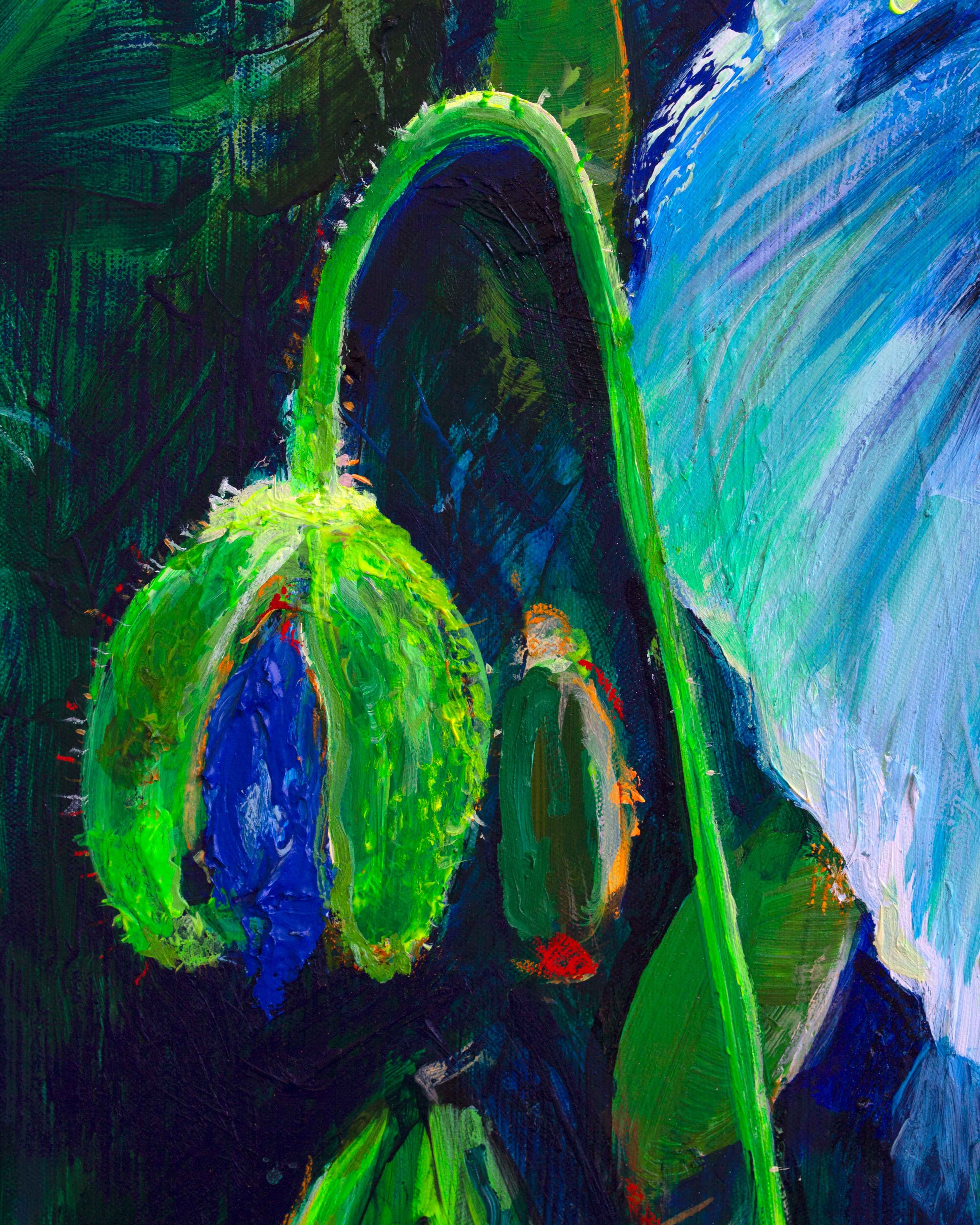 HIM-BLUEPOPPY2.jpg