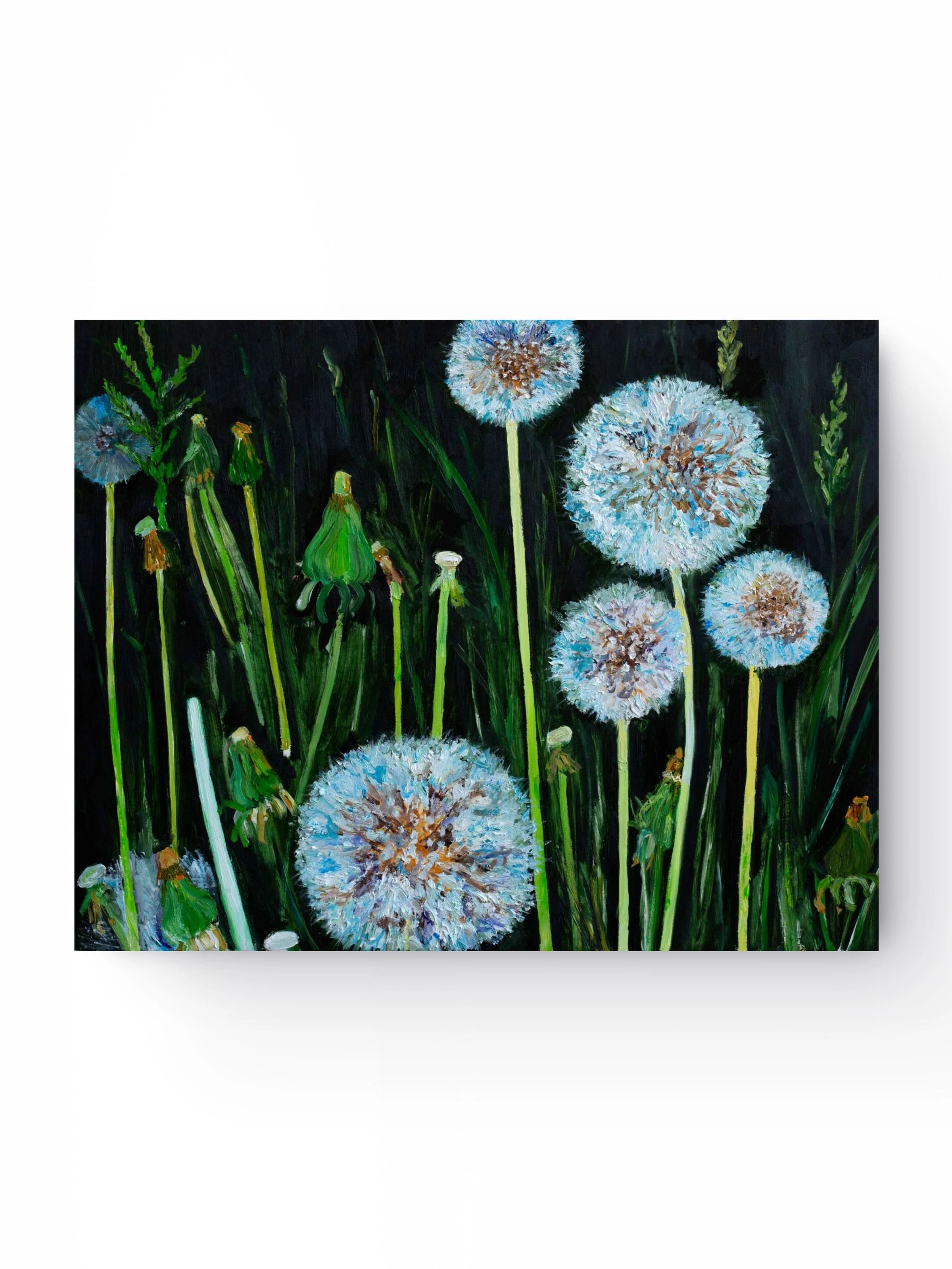 Night Dandelion