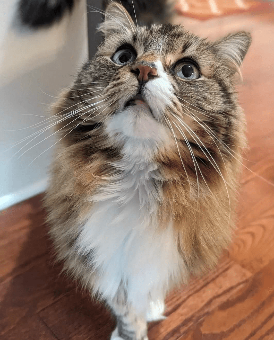 Tabby cat with white chin looks into camera.