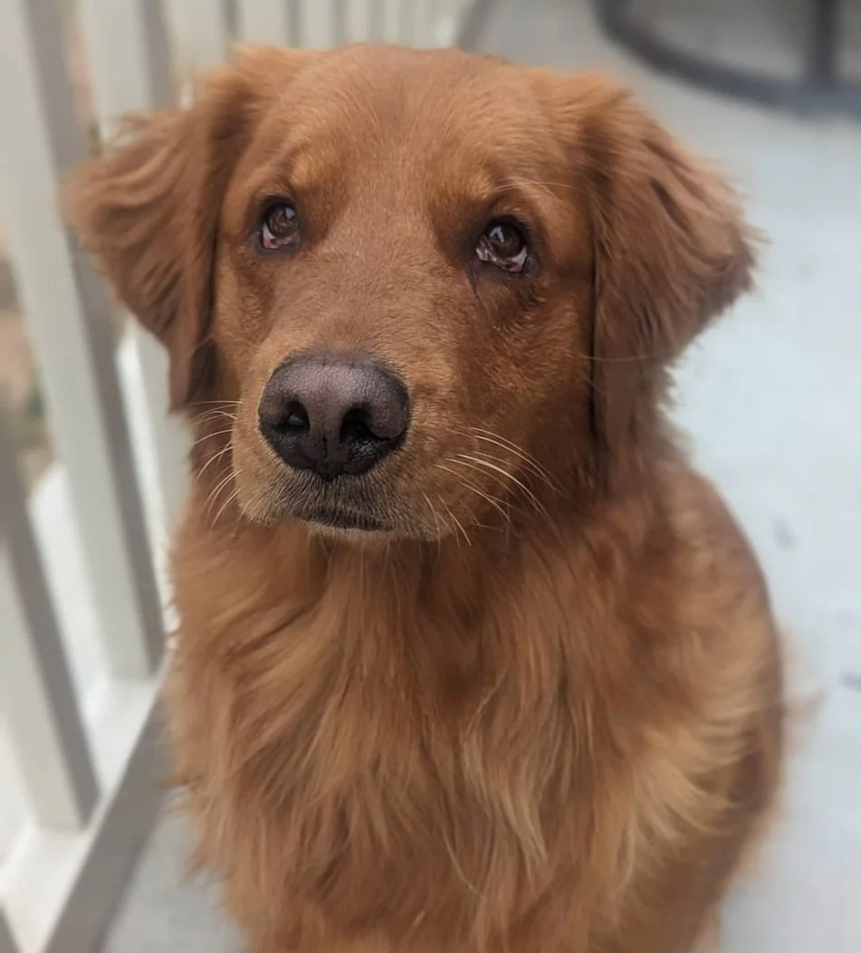 Ginger colored golden retriever with black nose looks into camera.