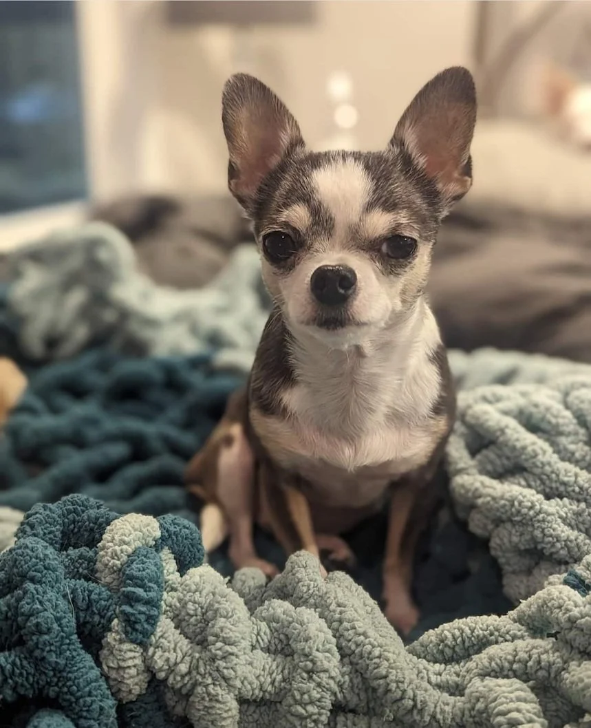 Older chihuahua mix looks grumpy.