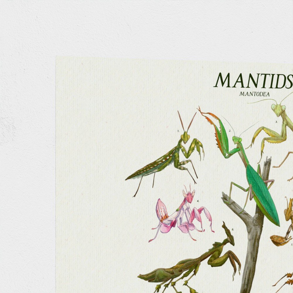 mantids1.jpg