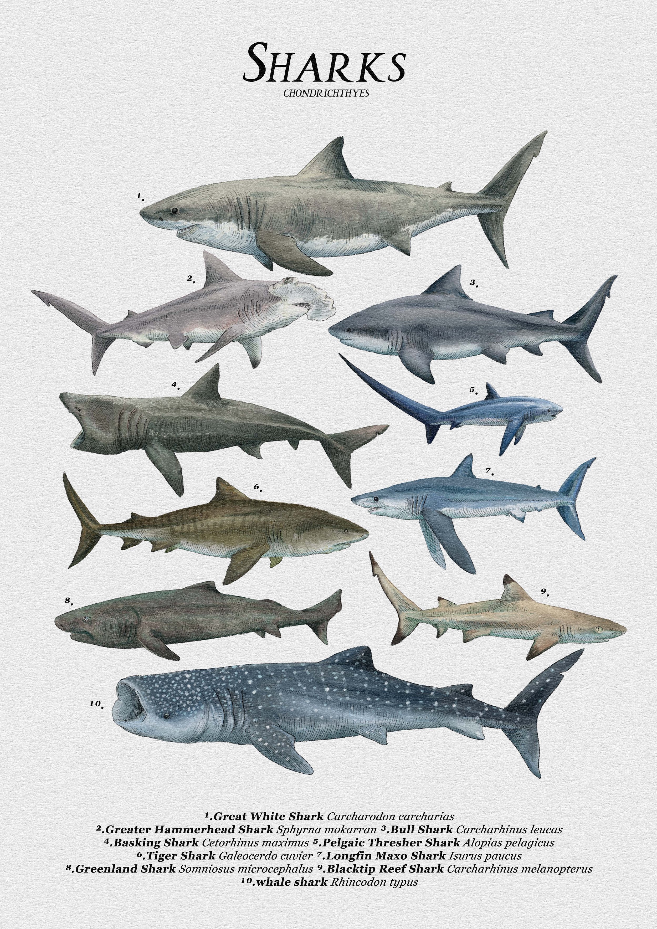 sharks.jpg
