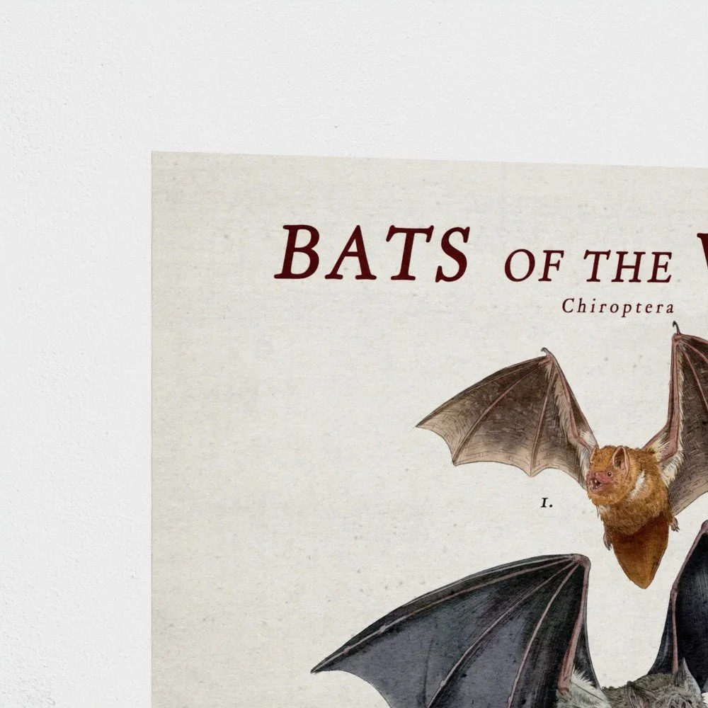 bats1.jpg