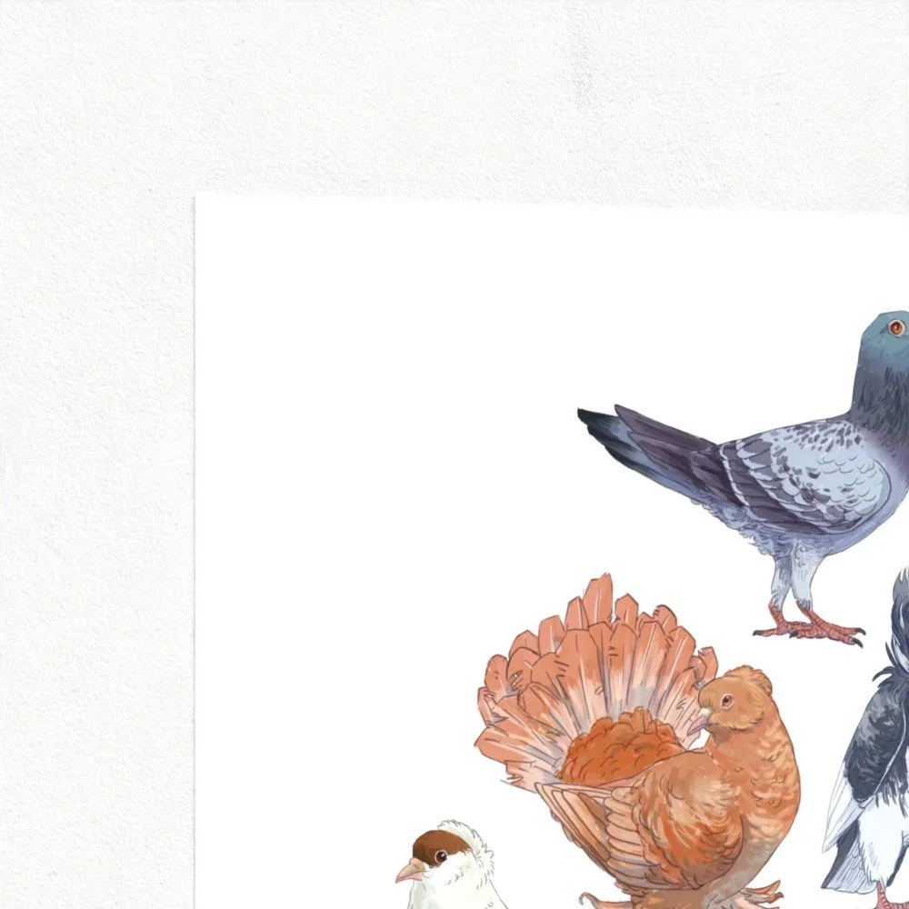 pigeon 2.jpg