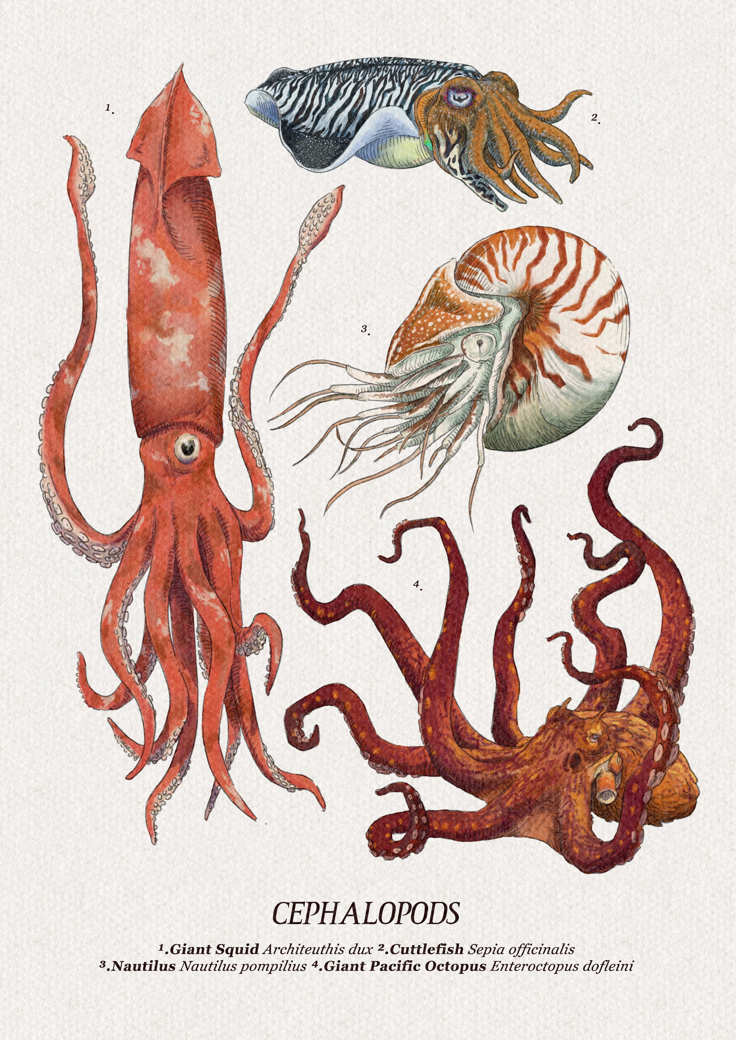 cephalopods.jpg