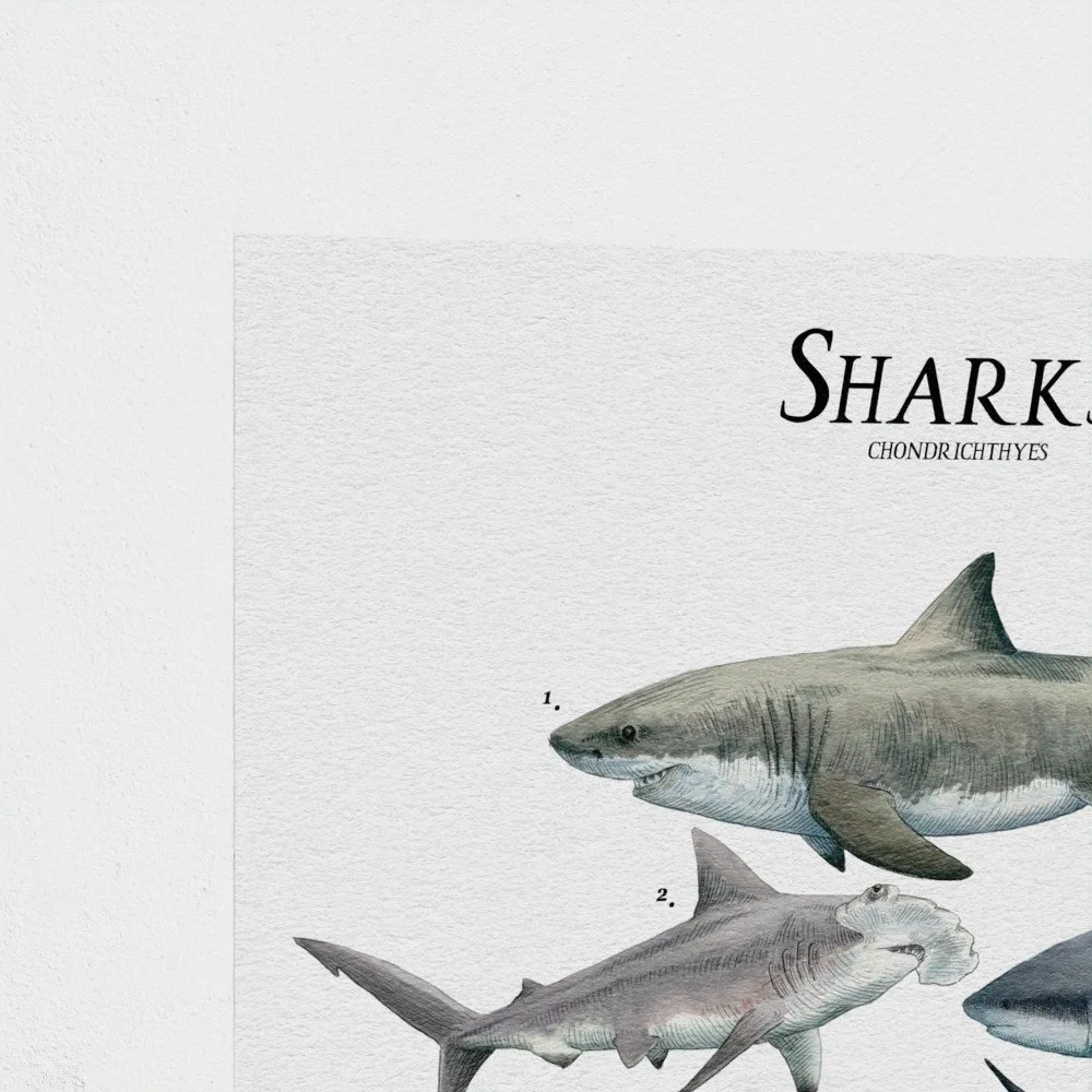 sharks1.jpg