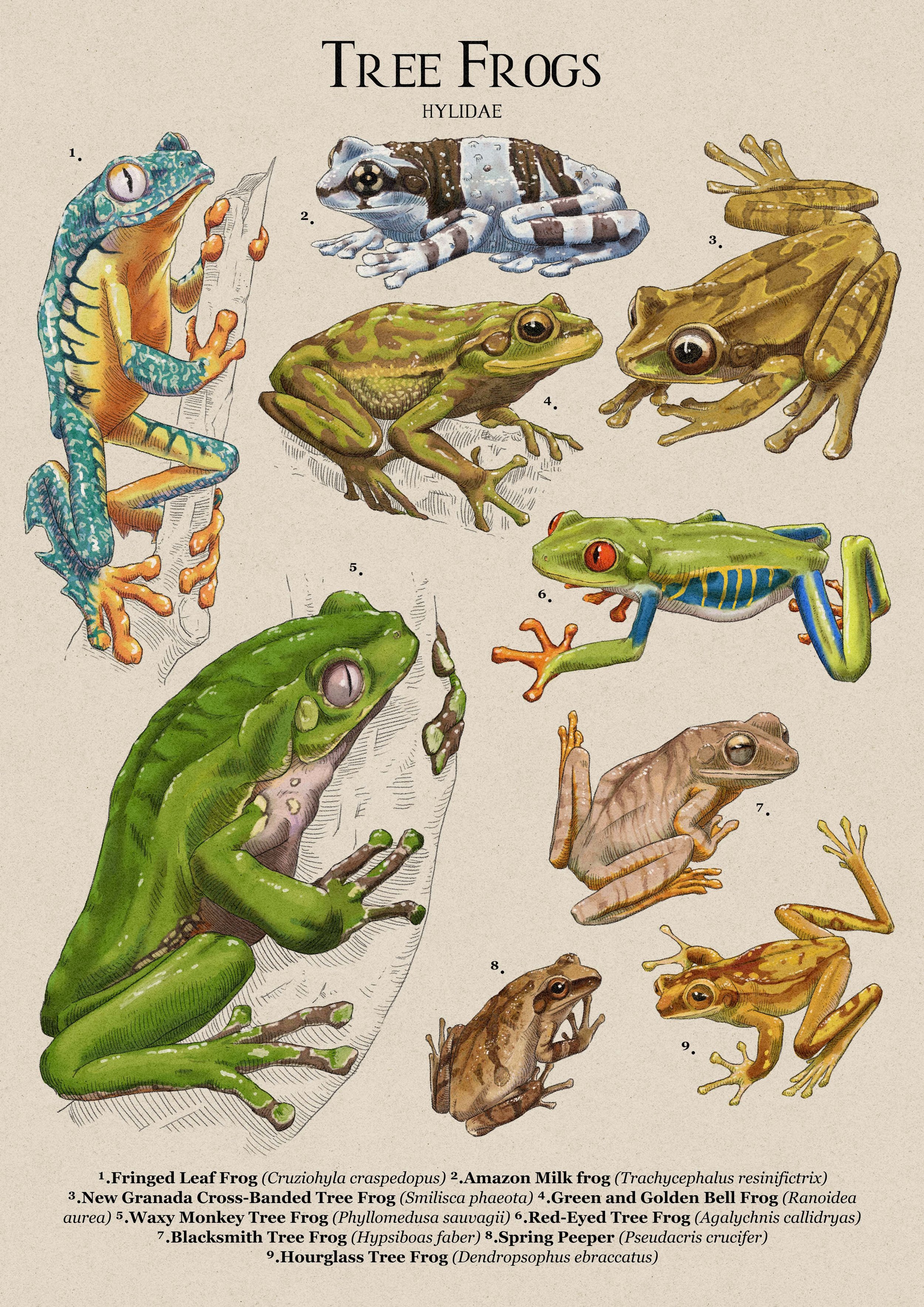 tree frogs.jpg