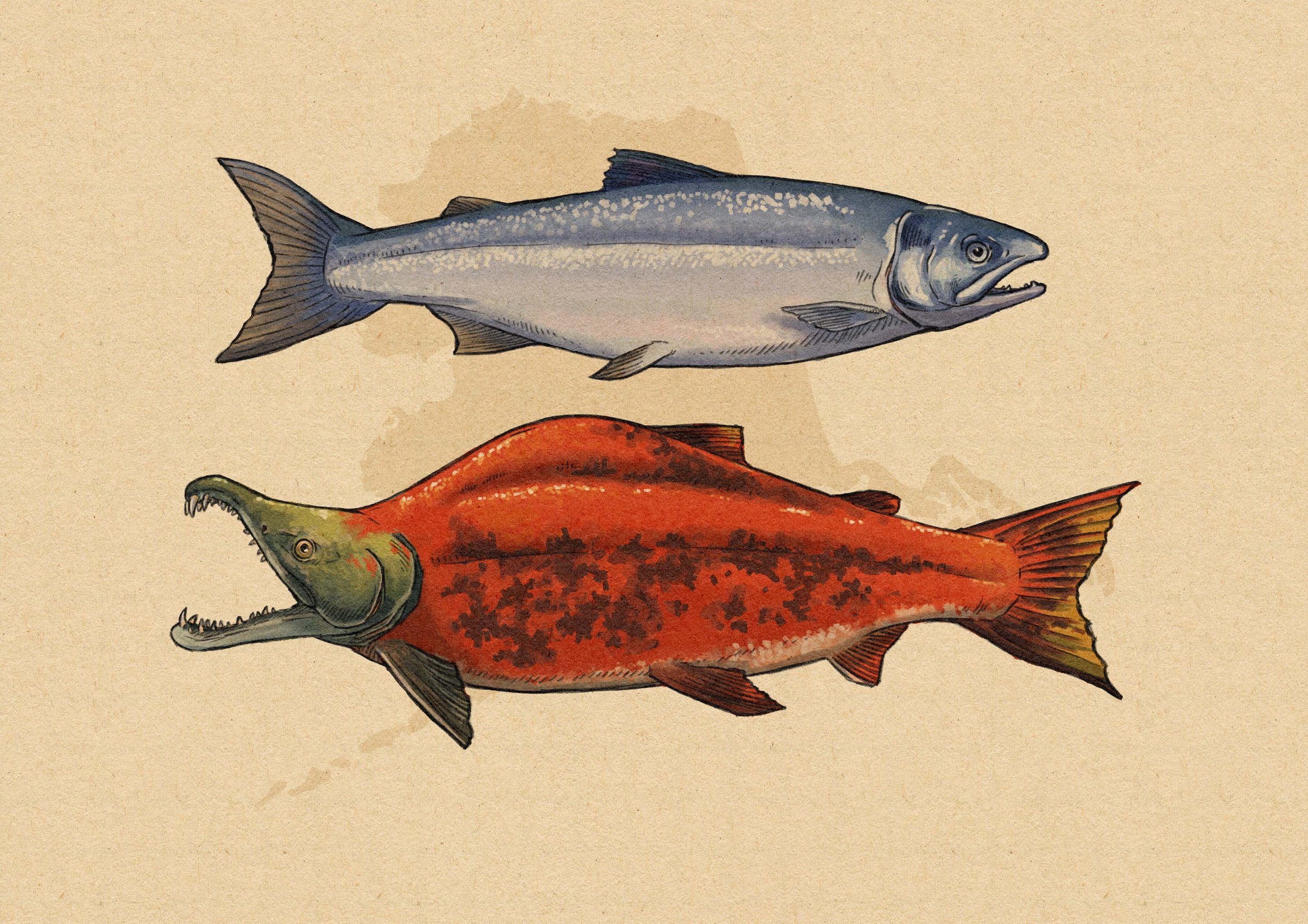 SALMON.jpg