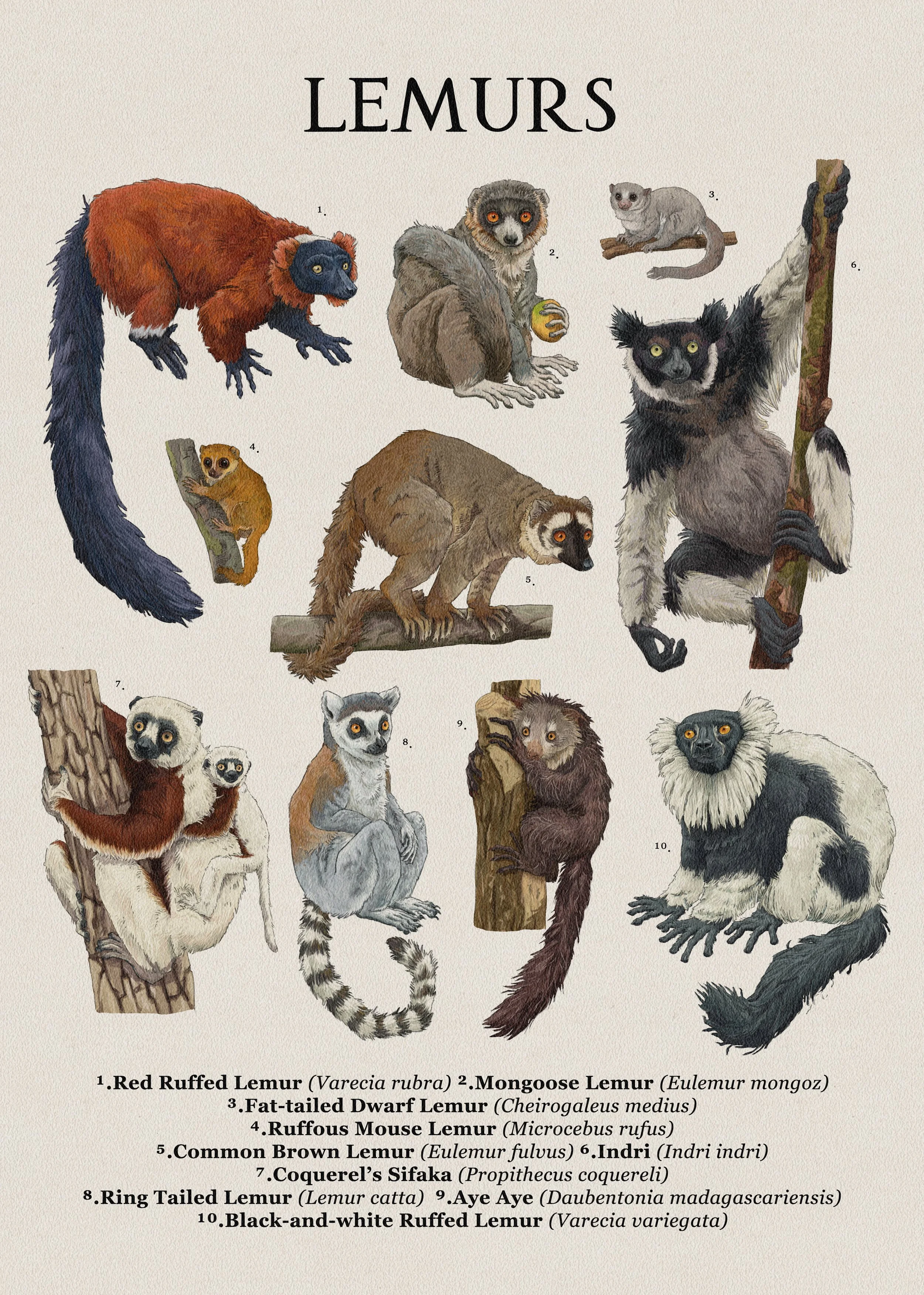 Lemurs