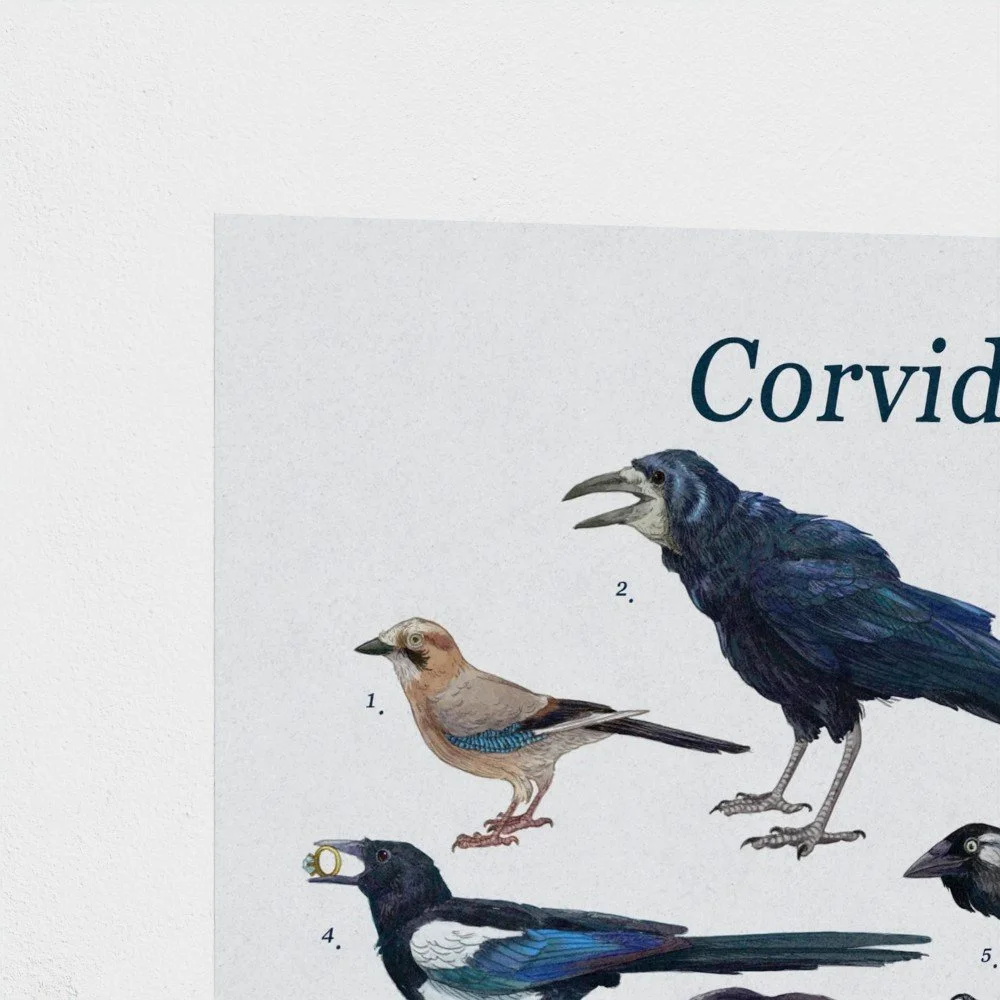 crow2.jpg