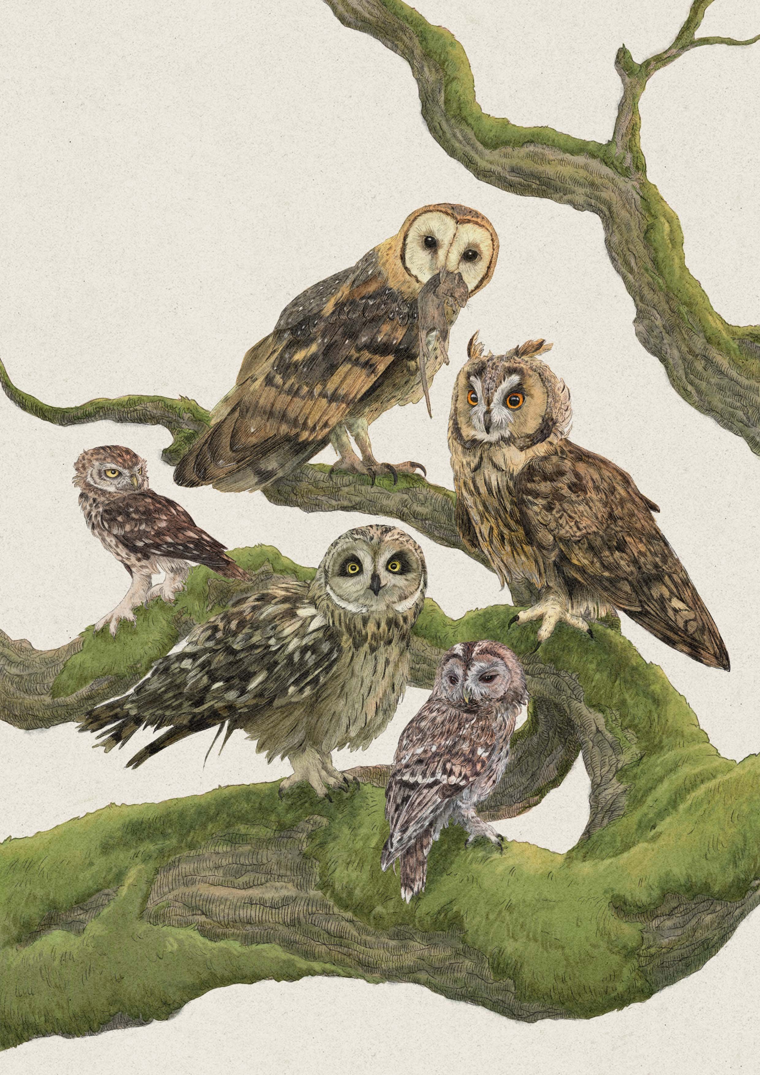 owls tp.jpg