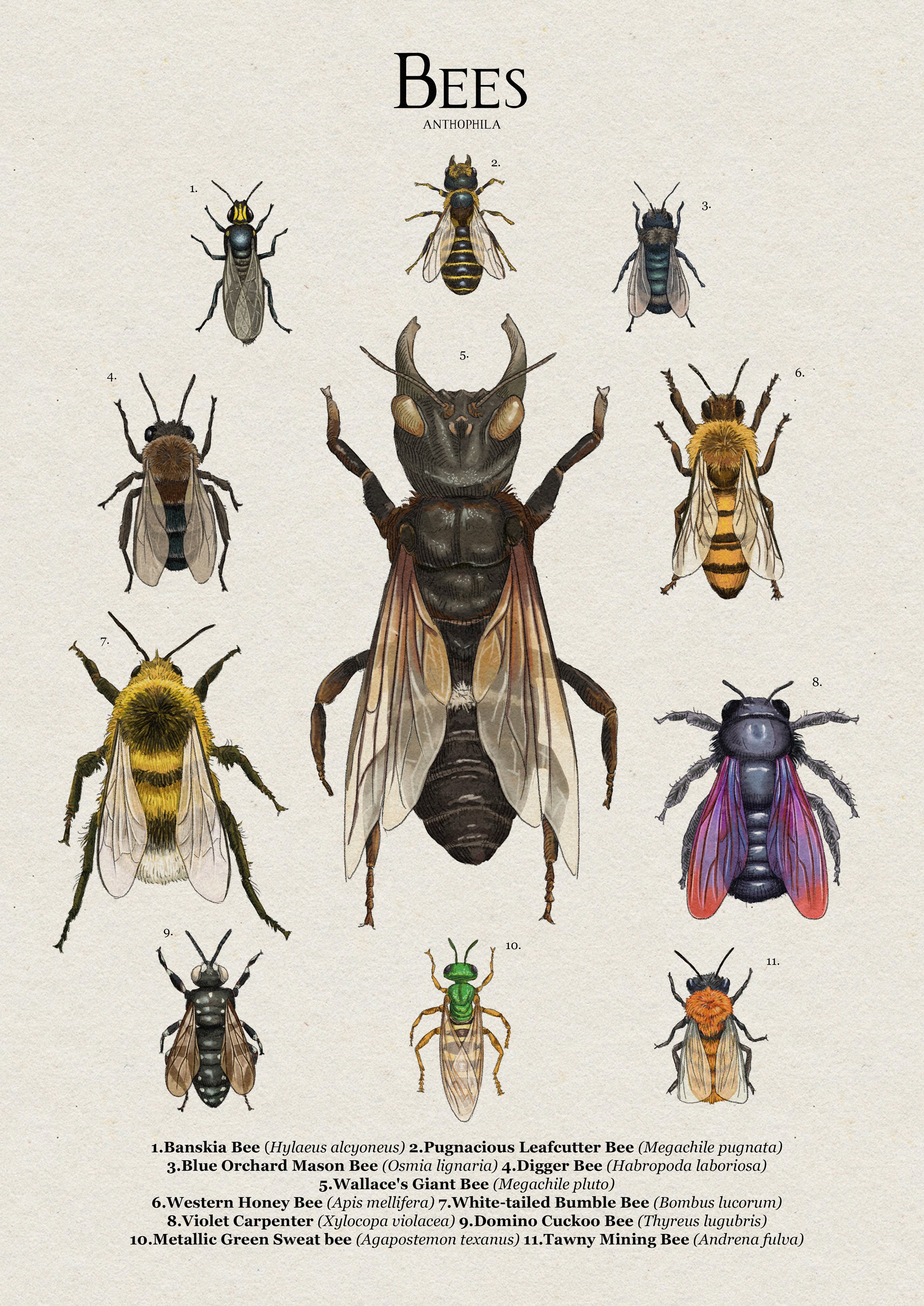 bees.jpg