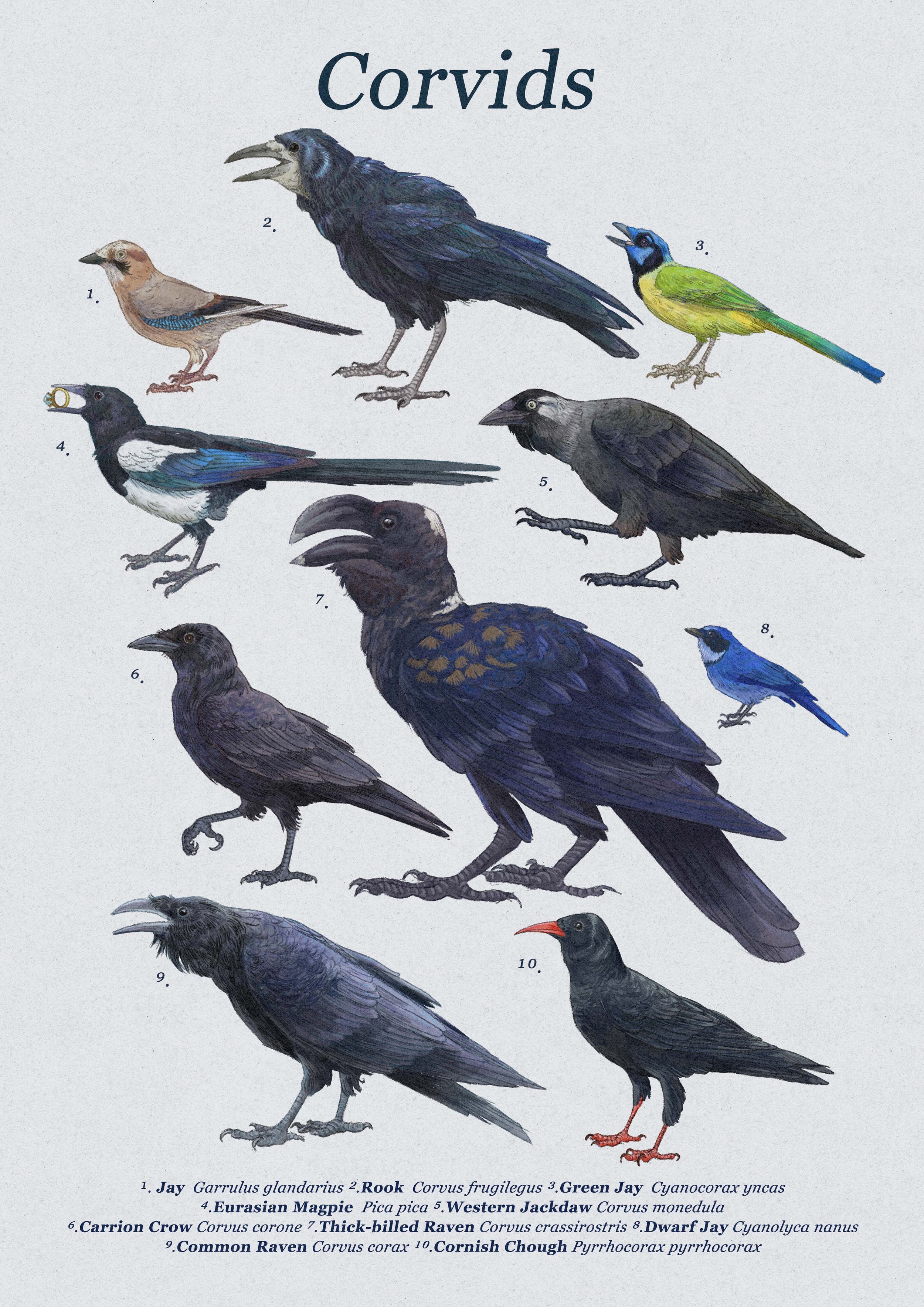 corvids.jpg
