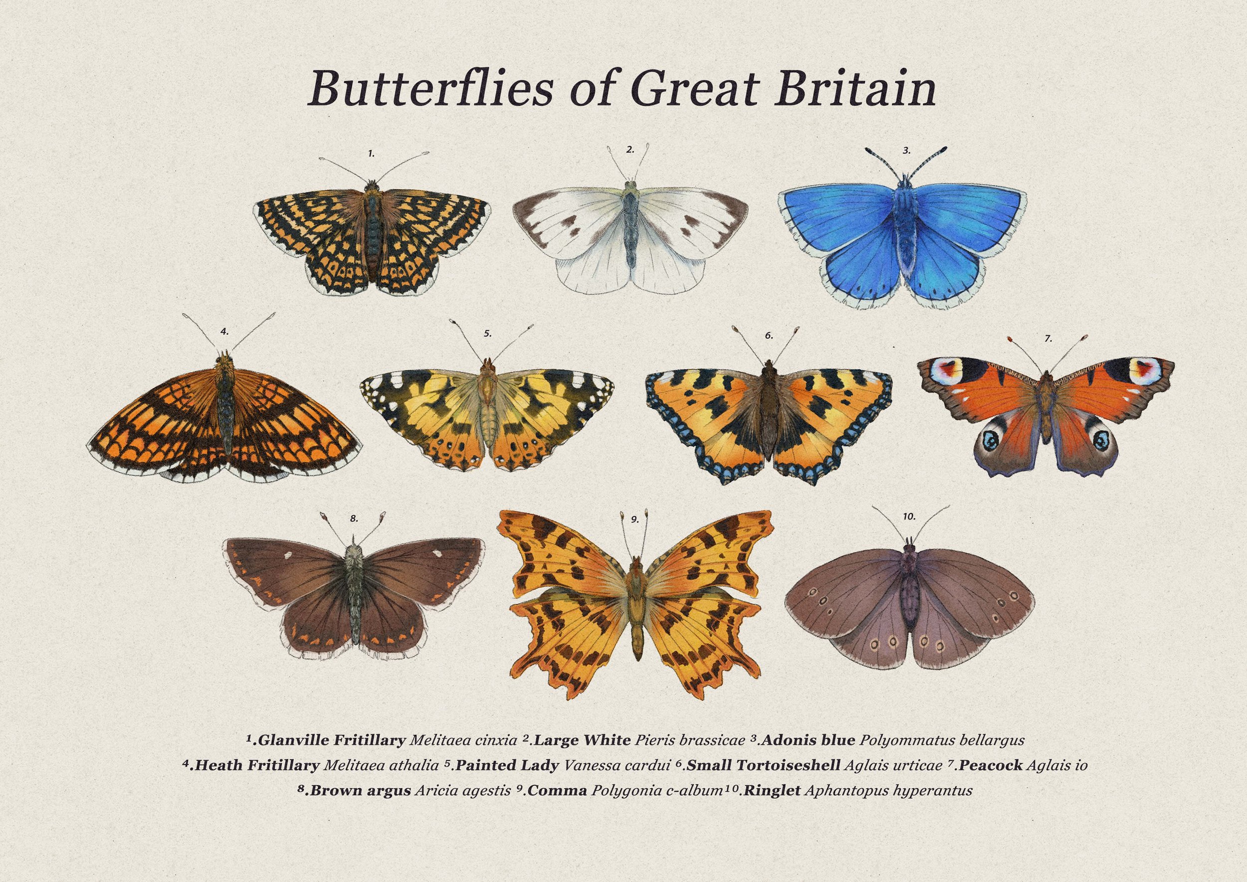 butterlies of gb.jpg