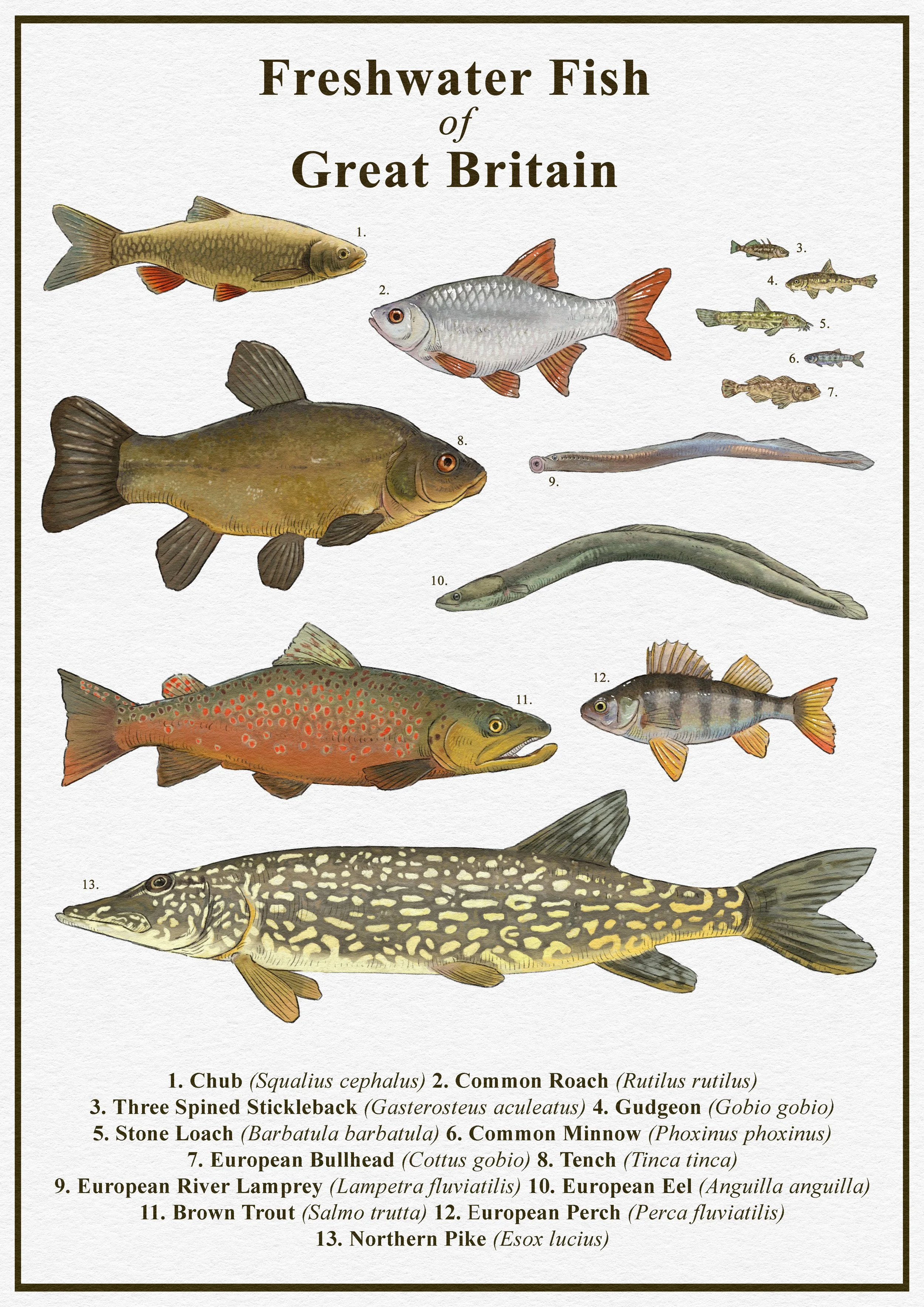 uk freshwater fish.jpg