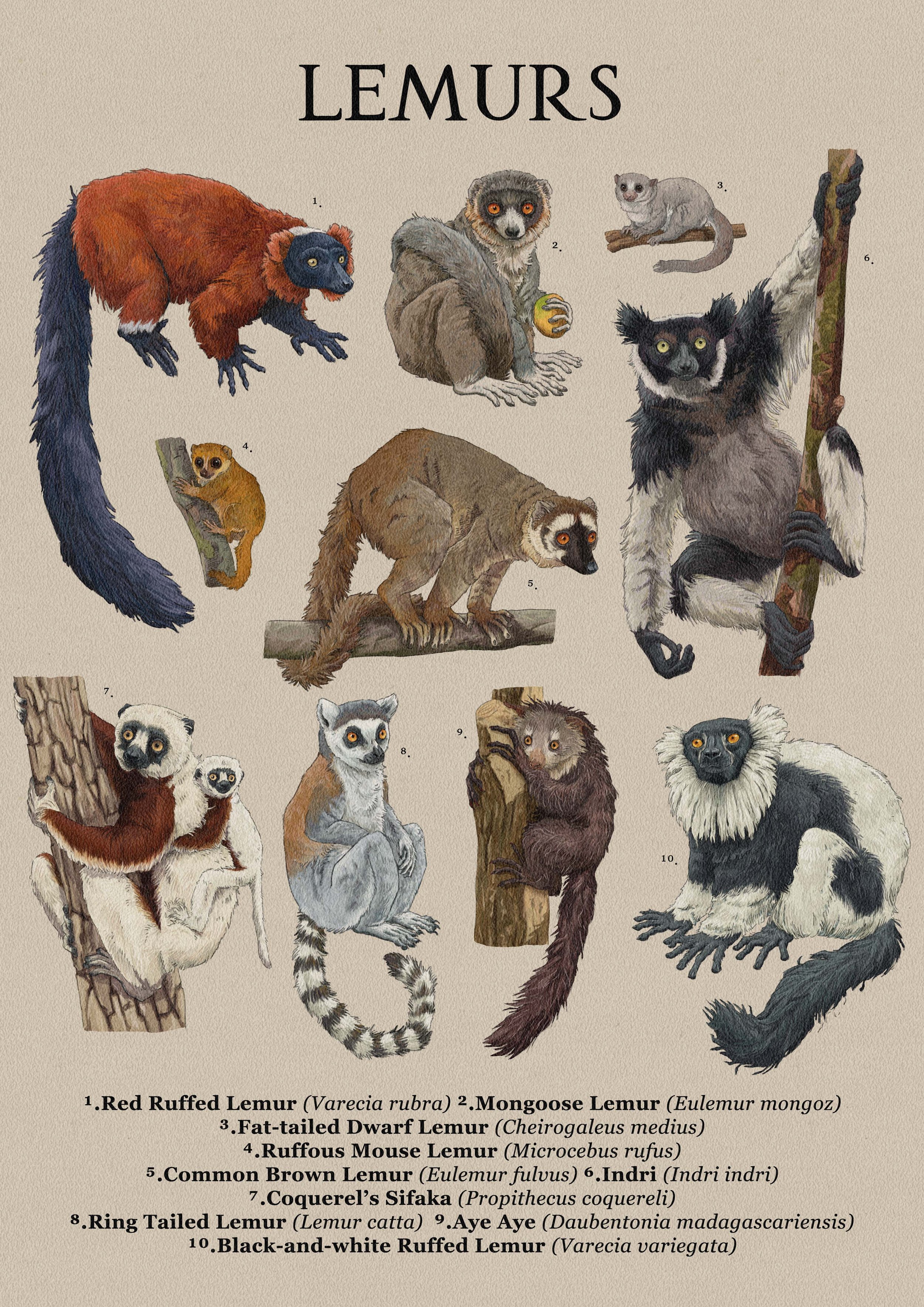 lemurs.jpg