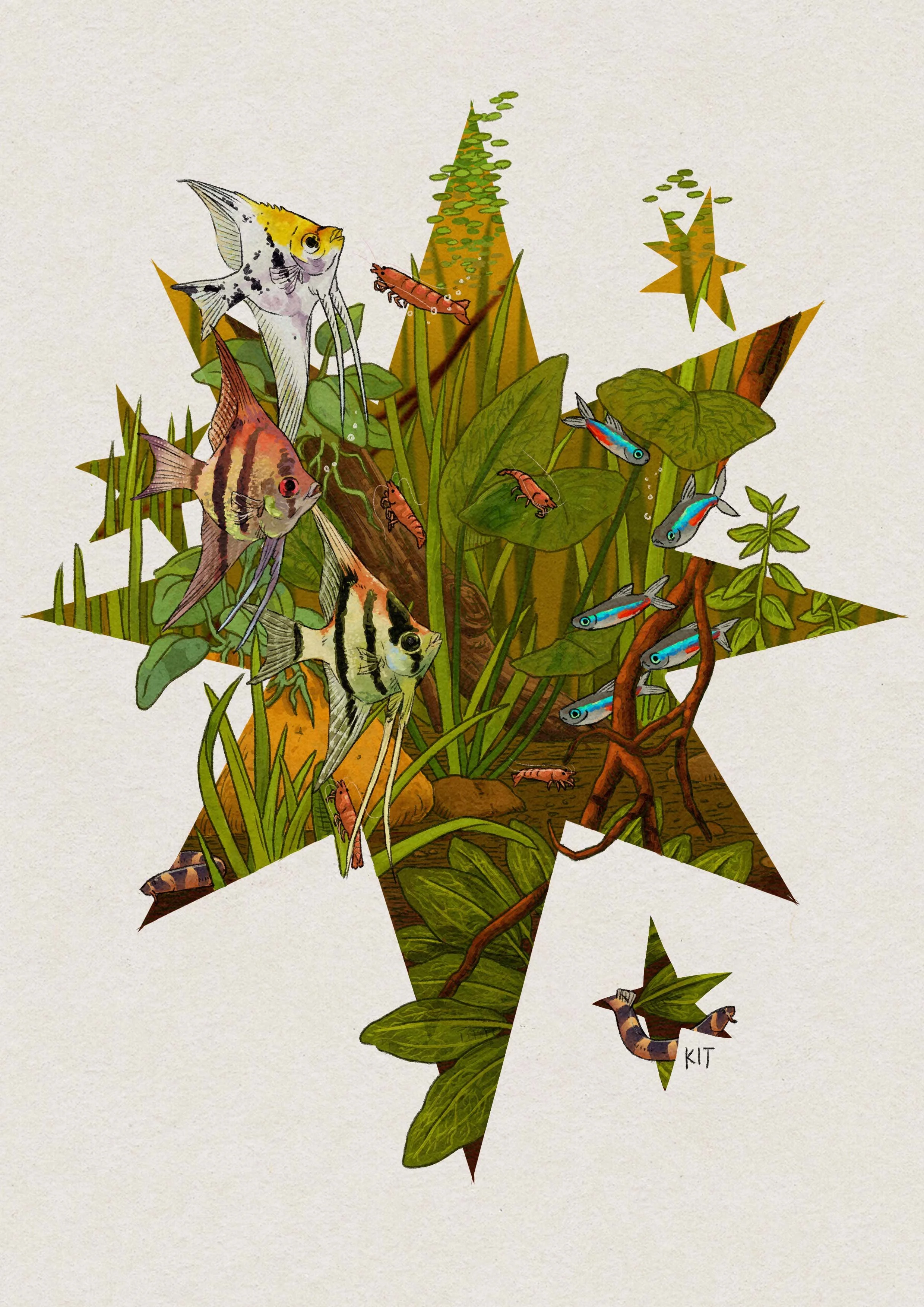 Illustration of various freshwater fish, and aquatic plants within a star-shaped outline.