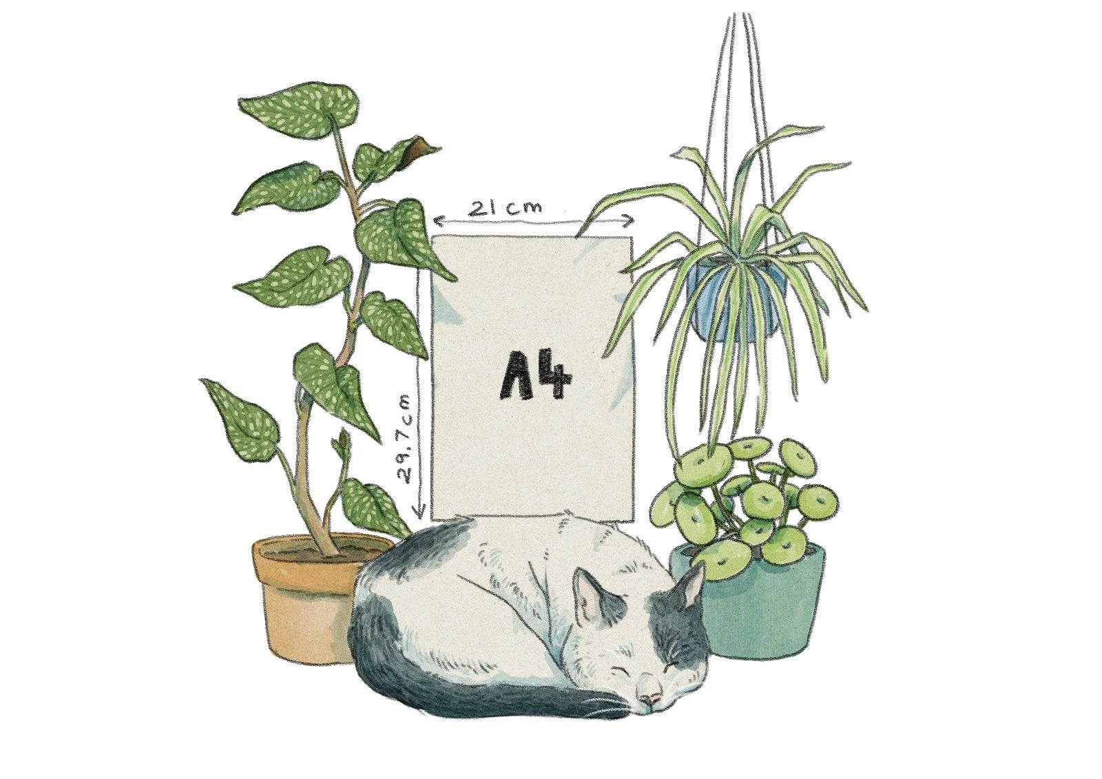 shmeeb a4.jpg