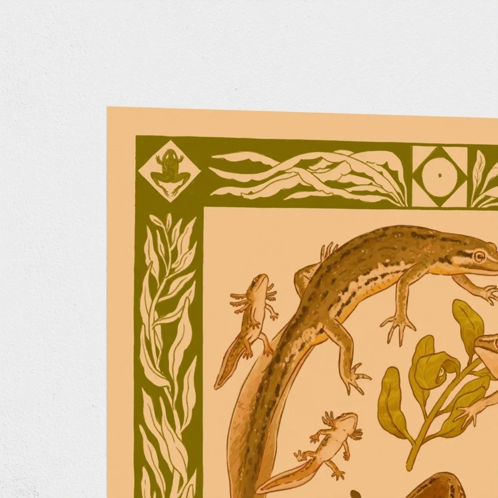 amphibianlifecycle2.jpg