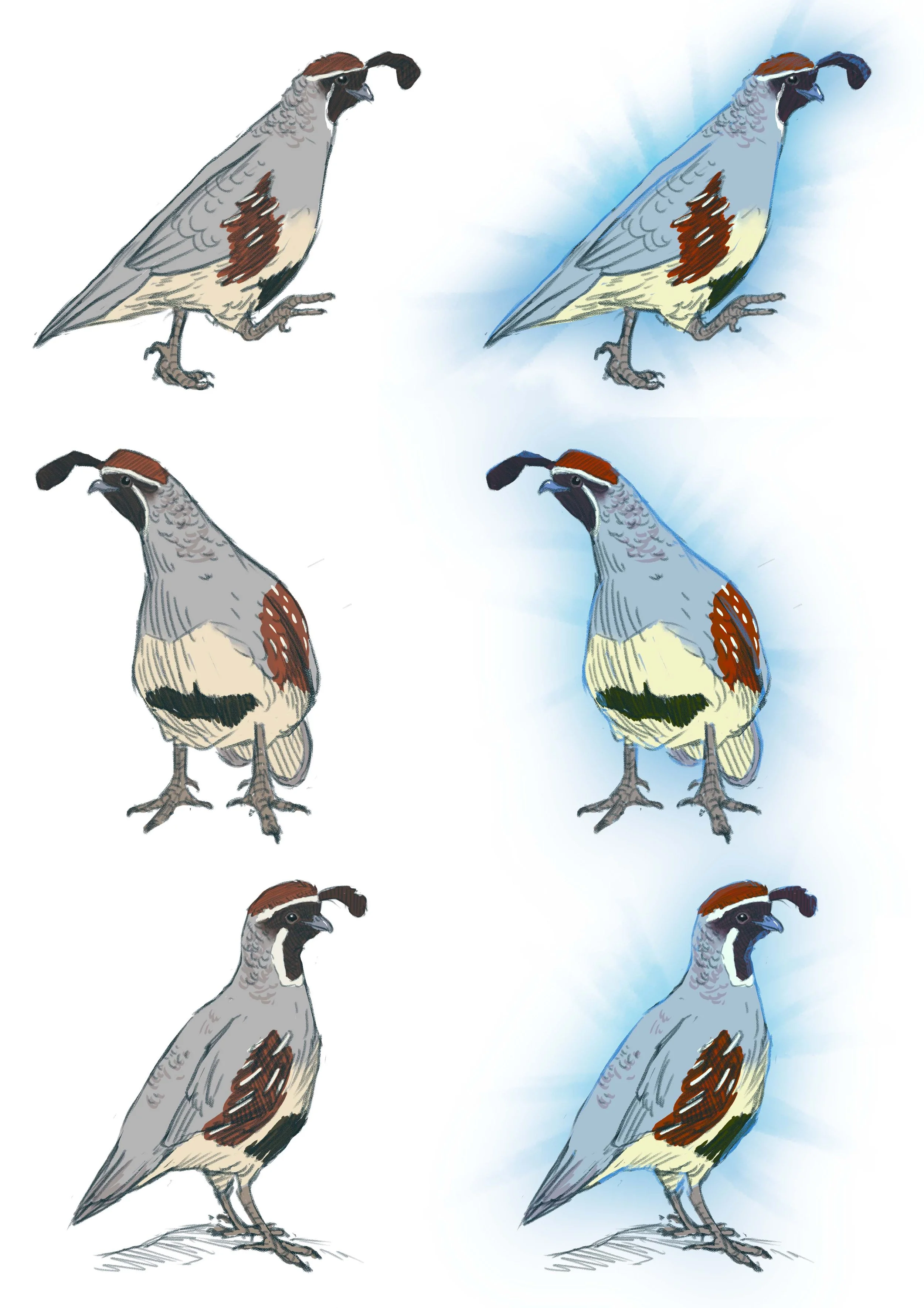quail.jpg