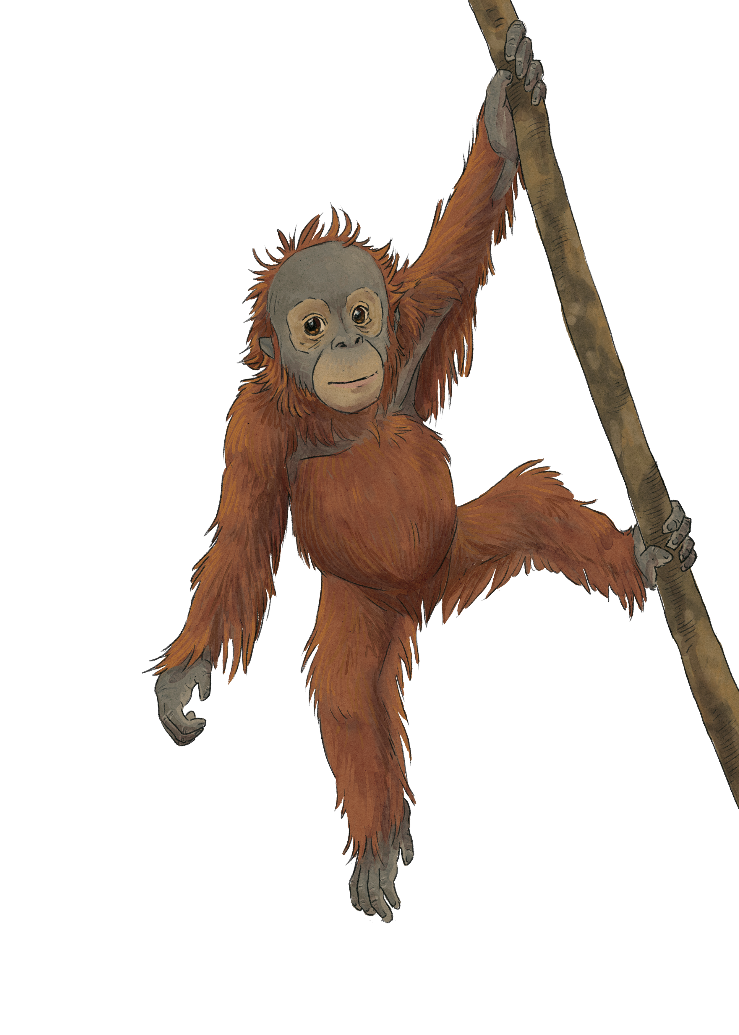 PONGO card orangutan 11.png