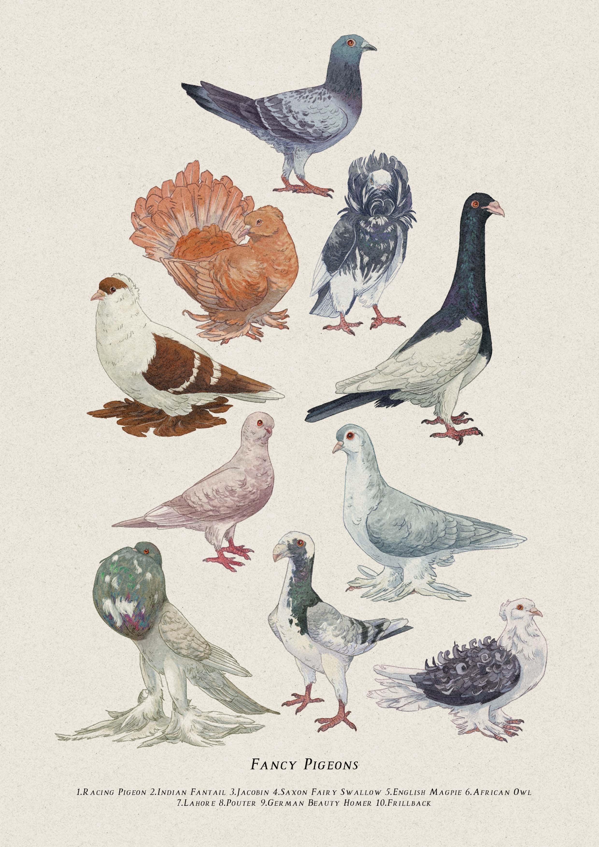 pigeons a4.jpg