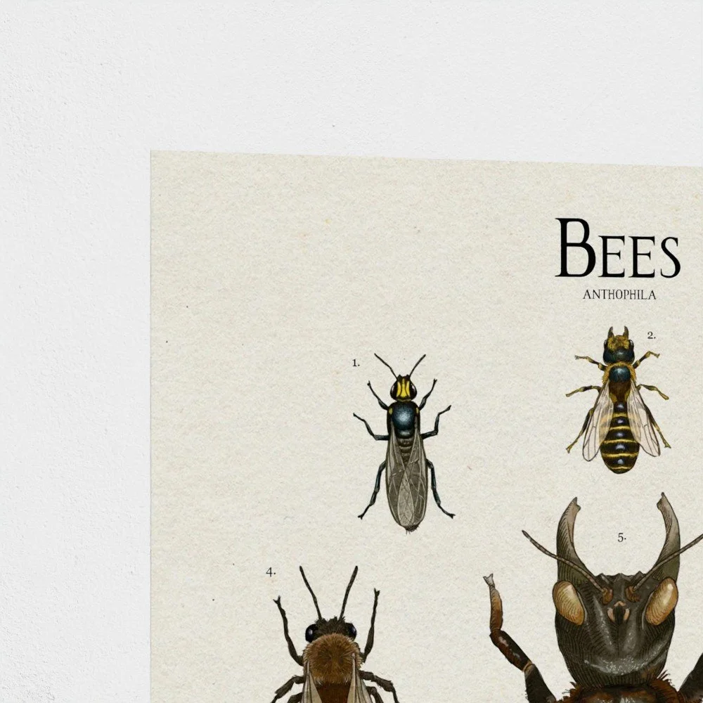 bee1 (3).jpg