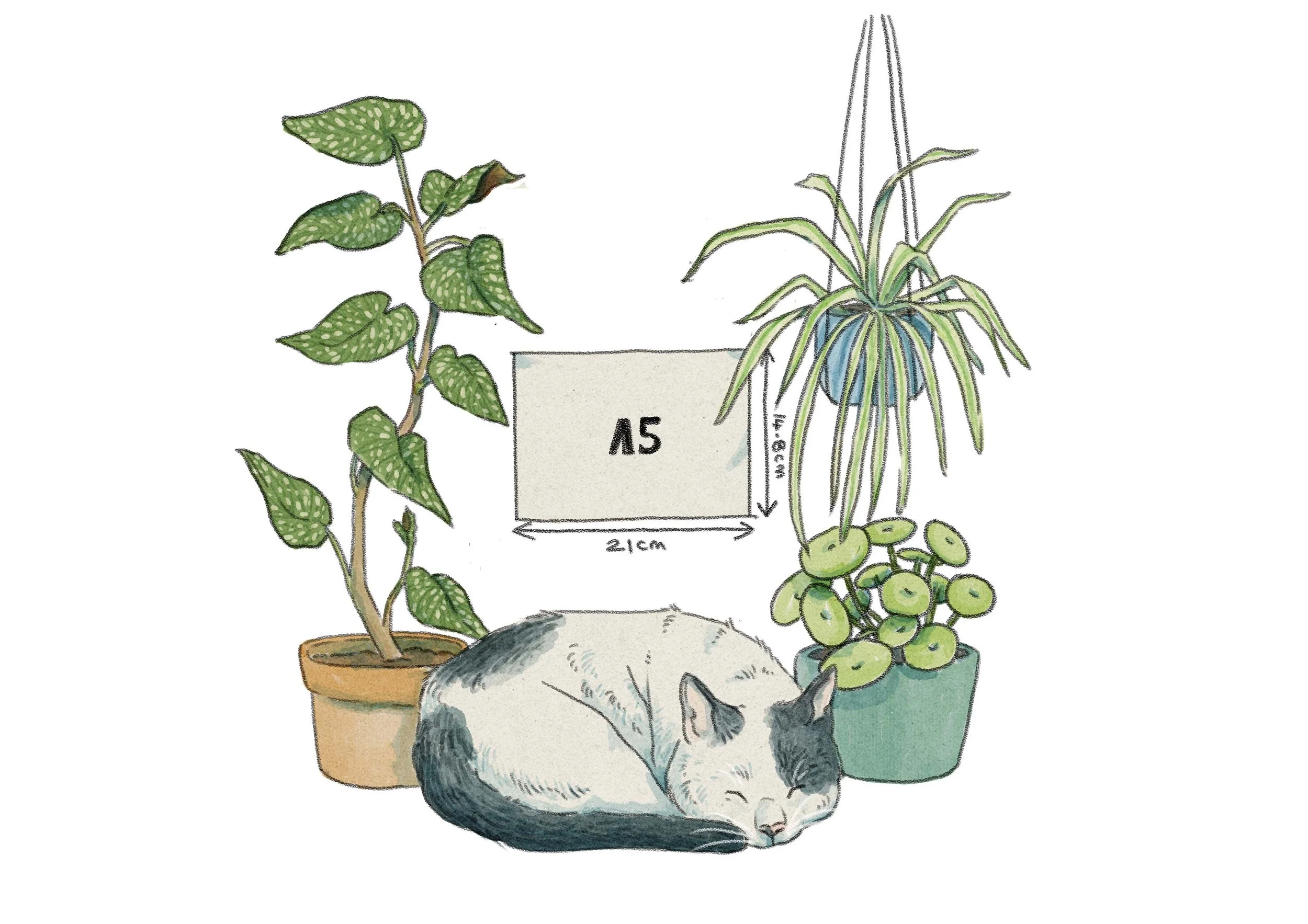 a5.jpg