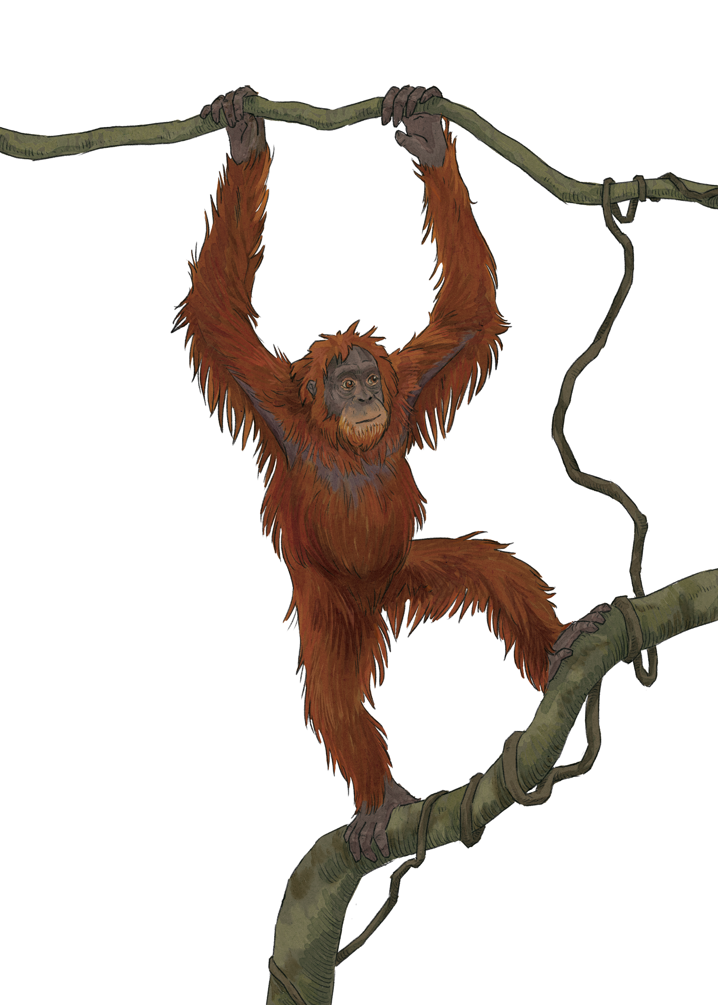 PONGO card orangutan 3.png