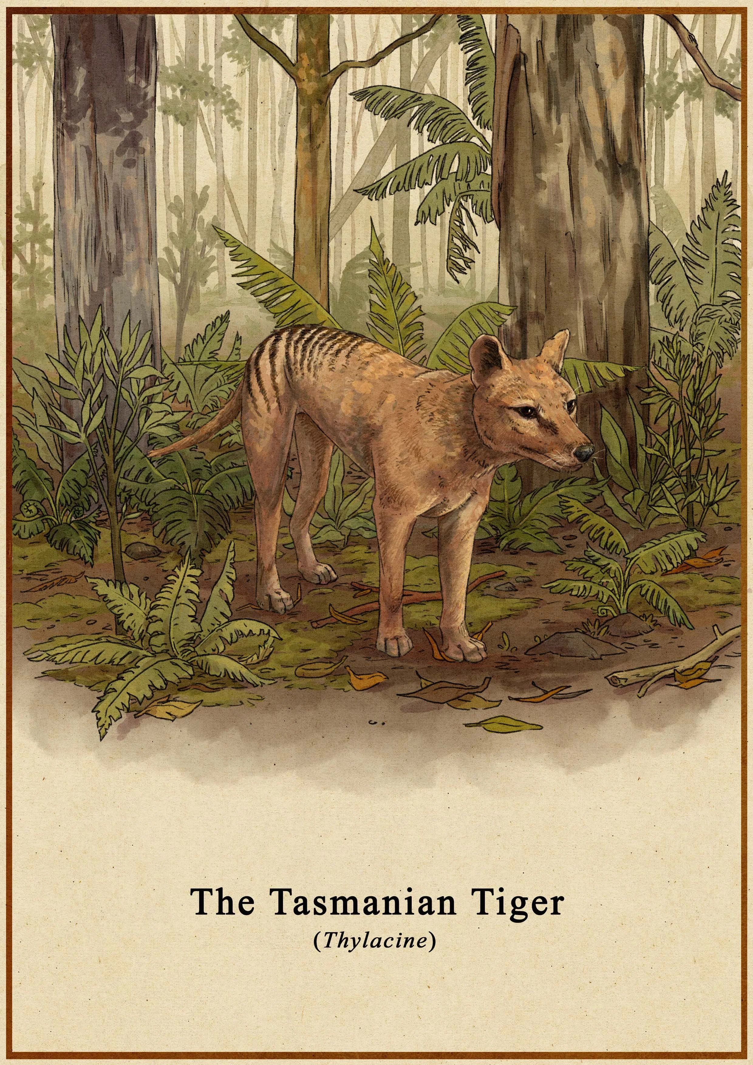 The Tasmanian Tiger