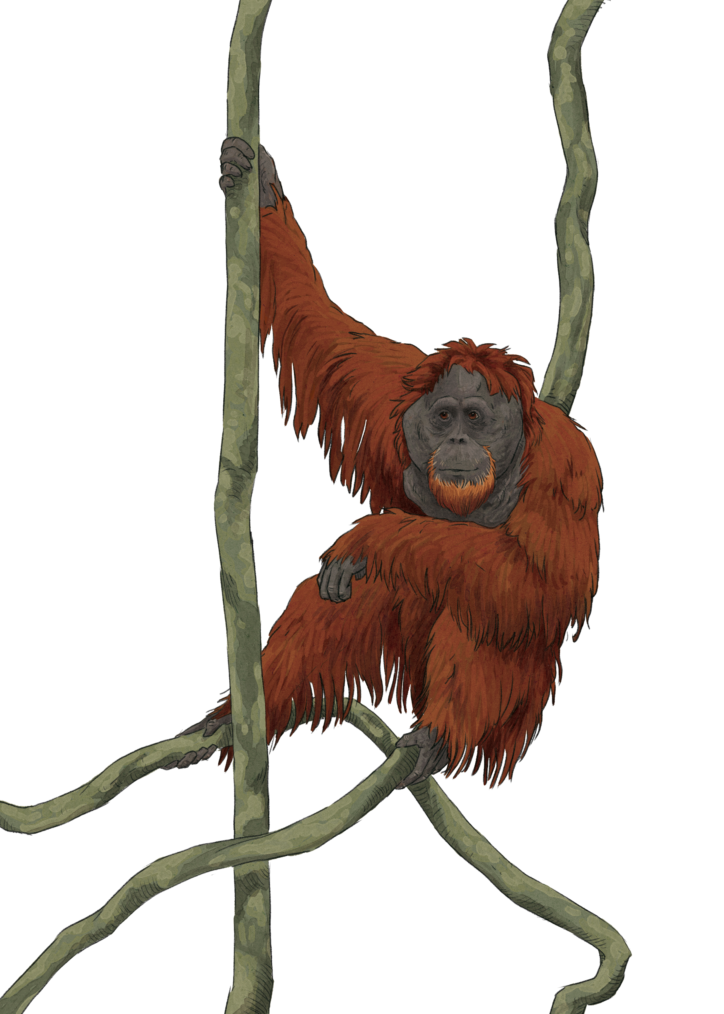 PONGO card orangutan 1.png