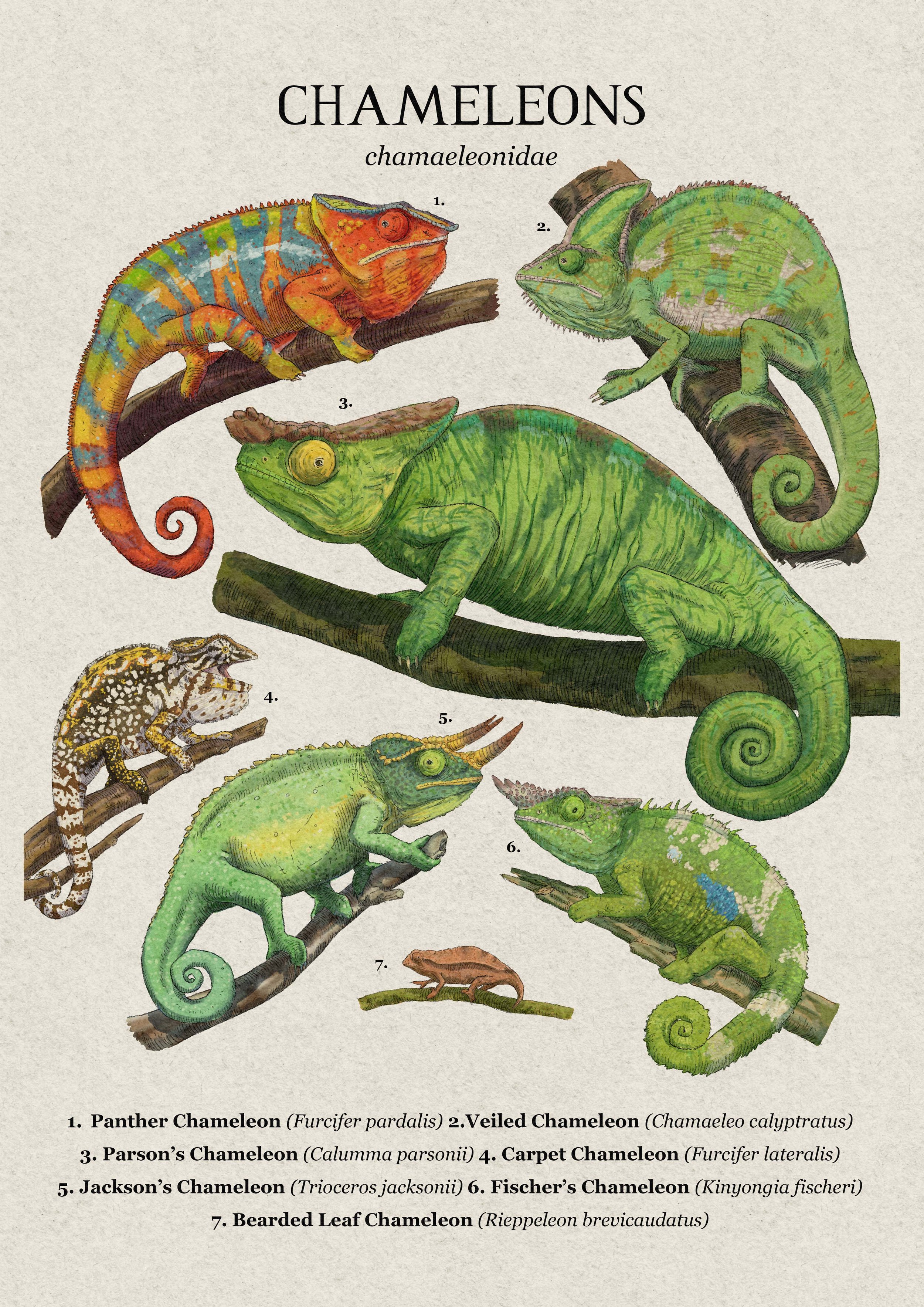 Chameleons.jpg