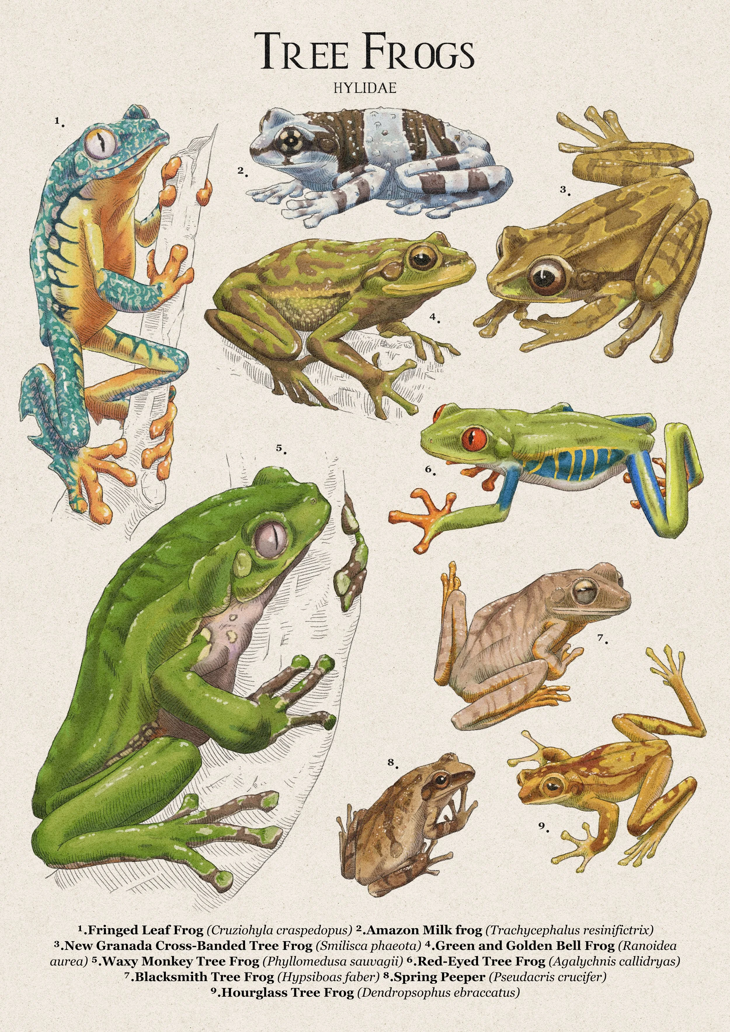 Tree Frogs