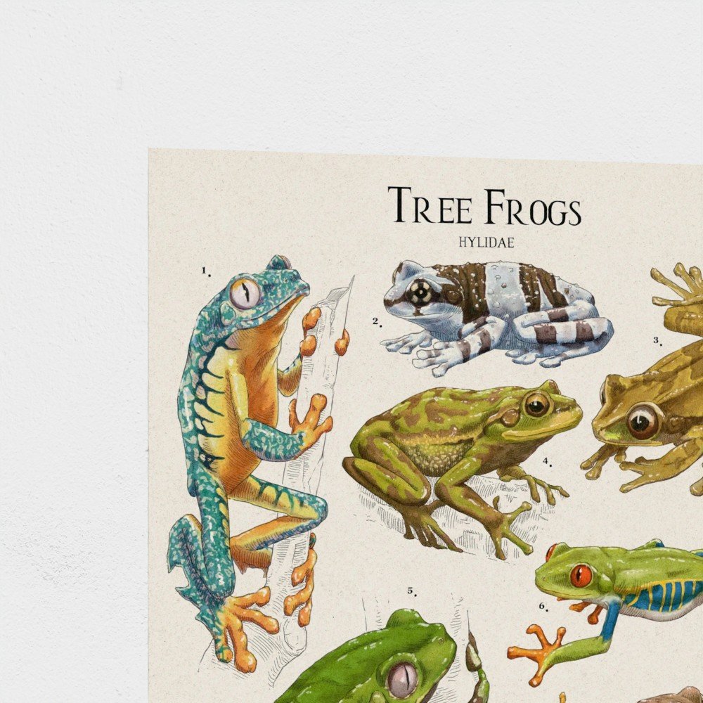 treefrog2.jpg