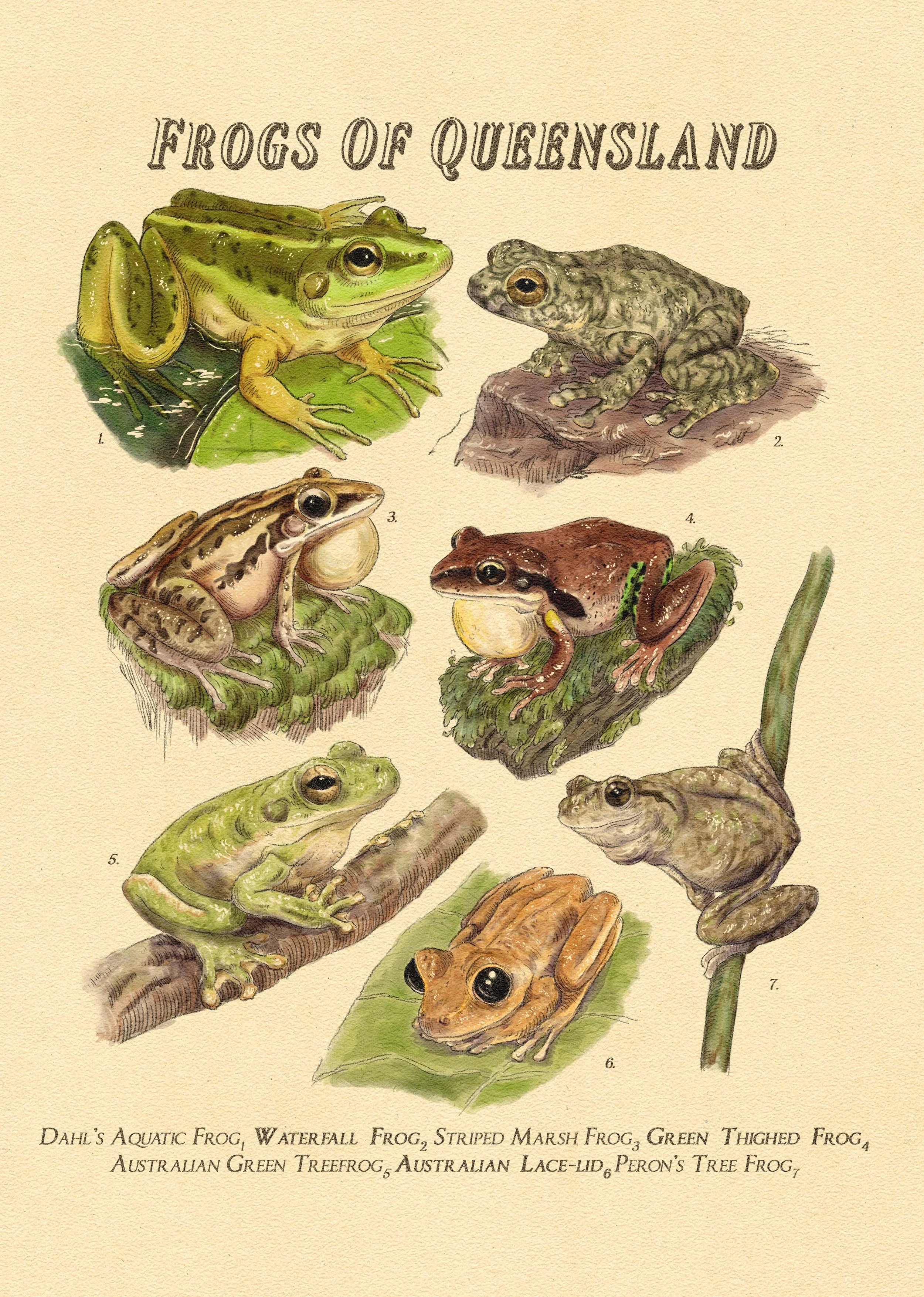 Frogs of Queensland - Postcard