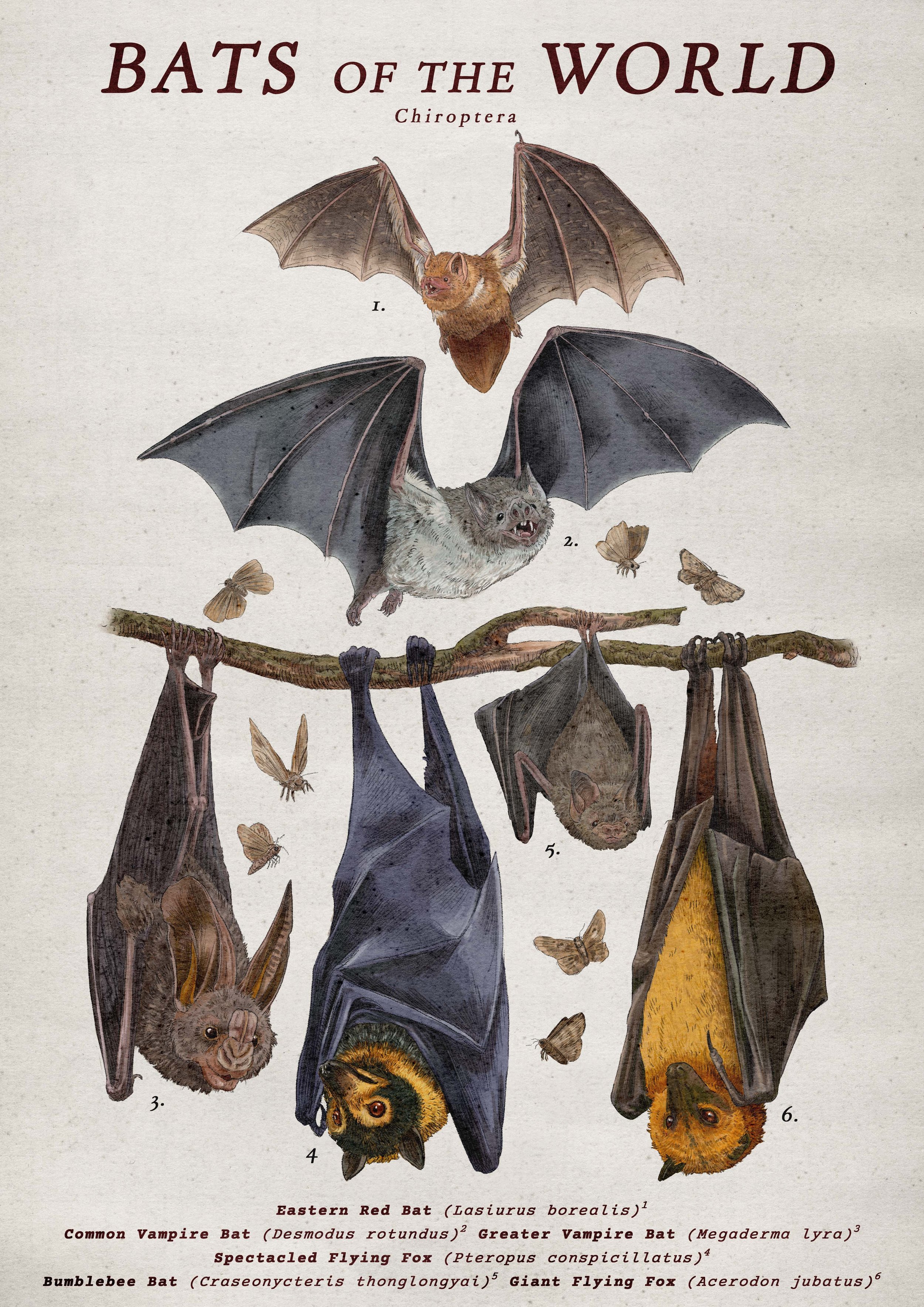 bats.jpg