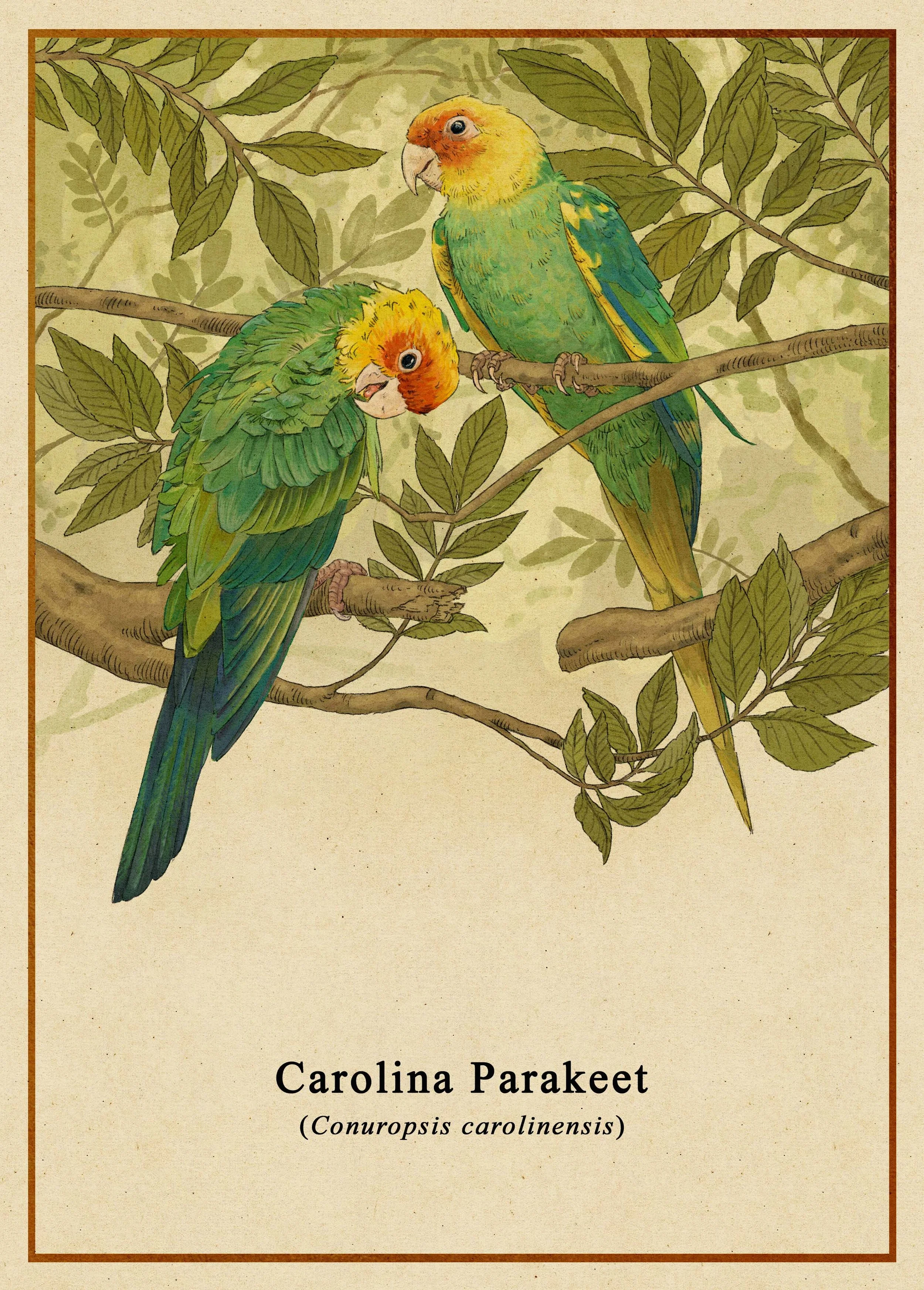 Carolina parakeet.jpg