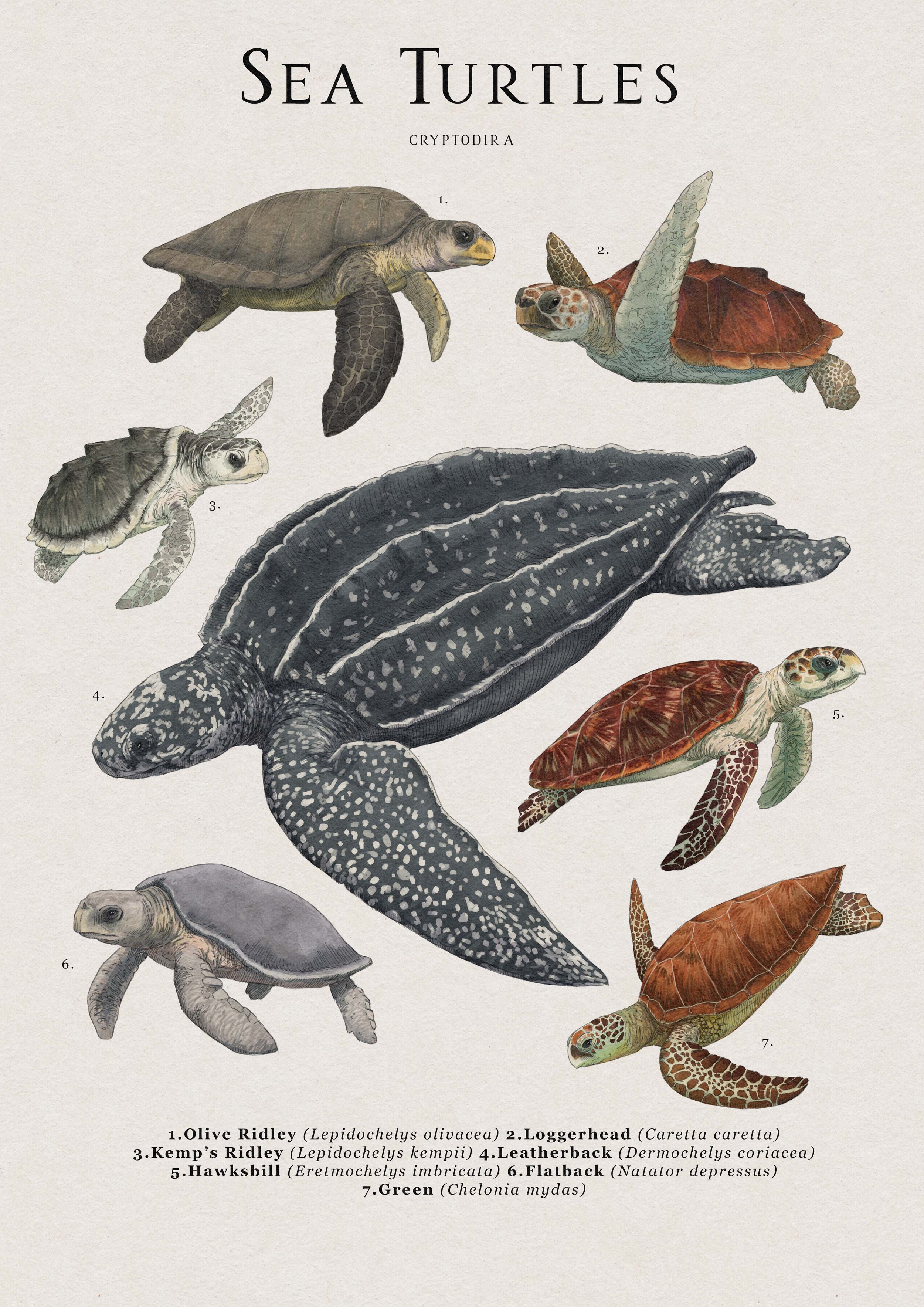 sea turtle.jpg